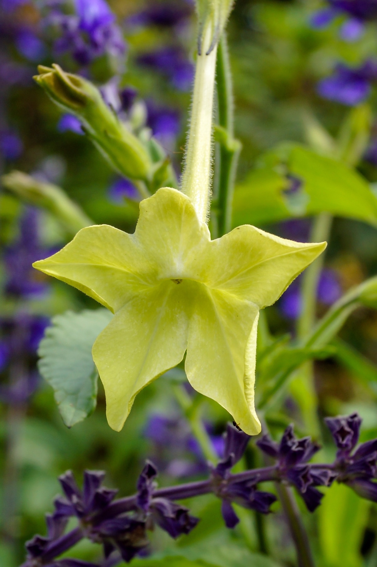 Nicotiana ‘Lime Green’ 