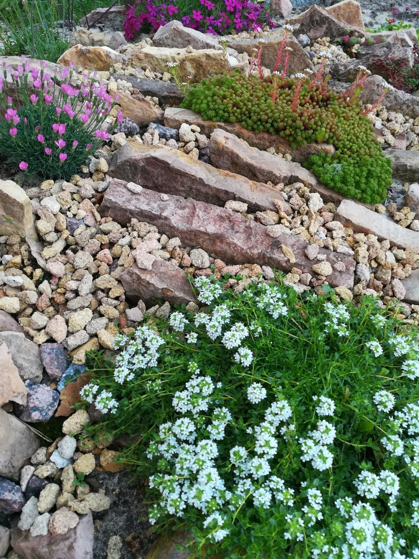 Alpine slide with yellow flat stones and bright pink Iberis,seaside Thrift,Carnation small,creeping sedums,perennial Daisy,Phlox Douglas,creeping thyme