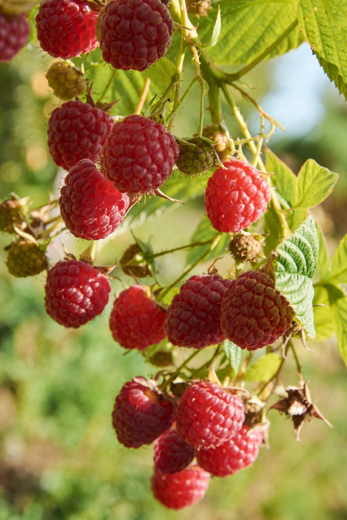 Branch of fall-bearing raspberry with many red berries