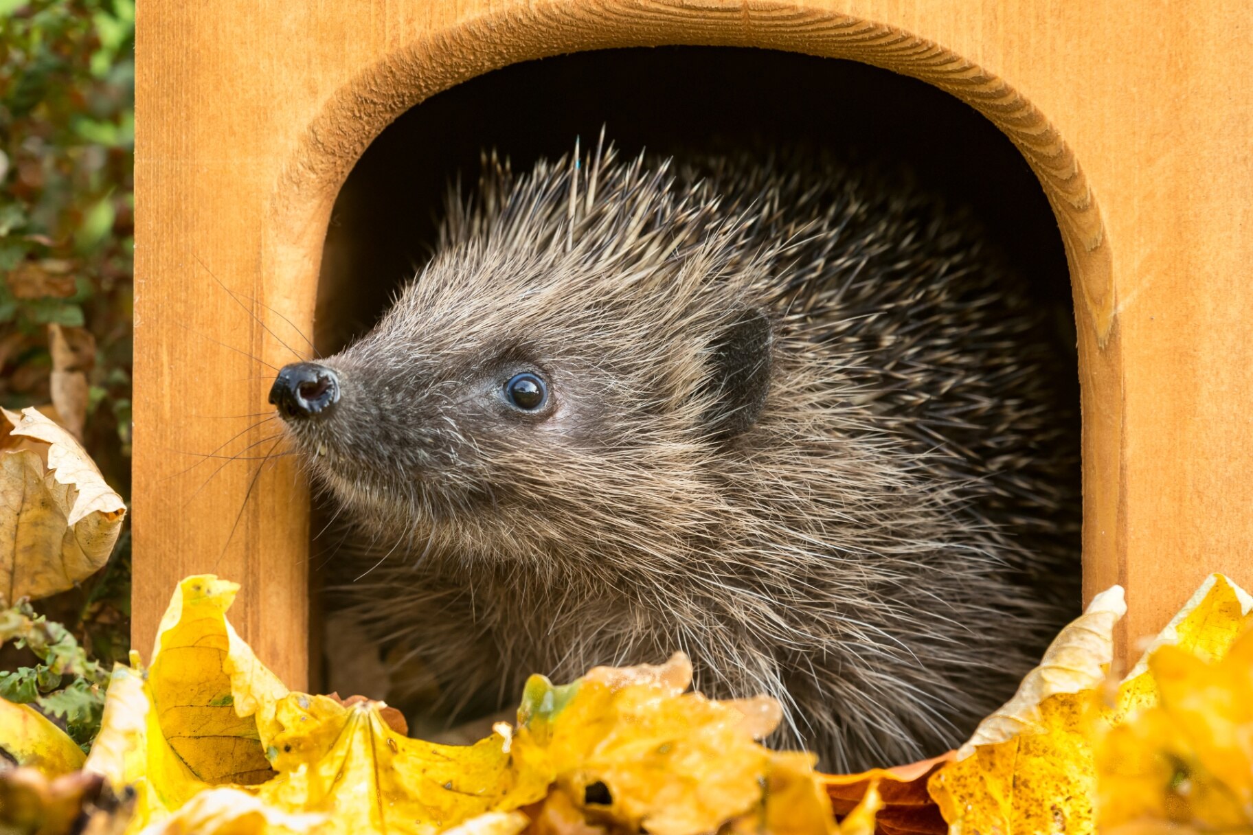 hedgehog in autumn, facing left, in hedgehog house, preparing for hibernation