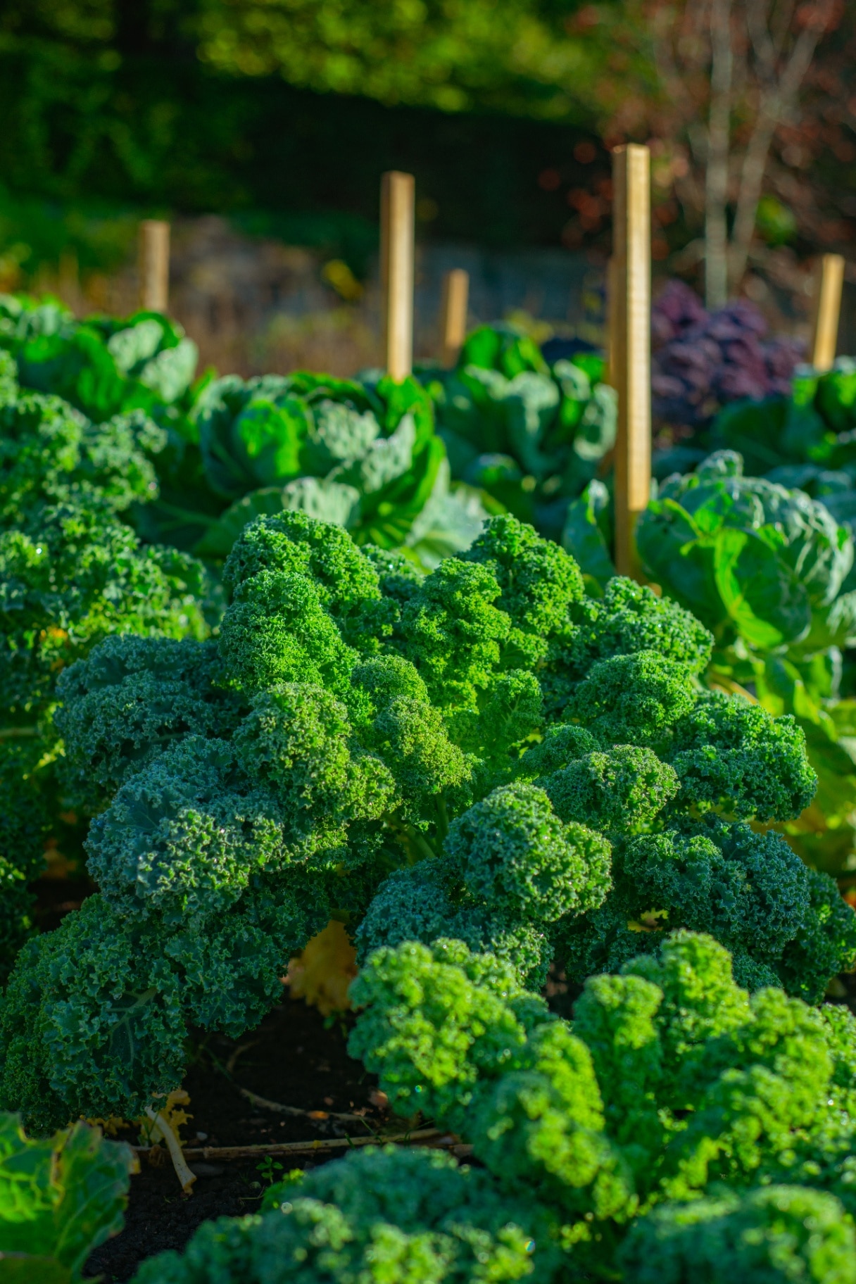 Beautiful Vegetable Garden With Focus on Green Kale With Cabbages in the Background
