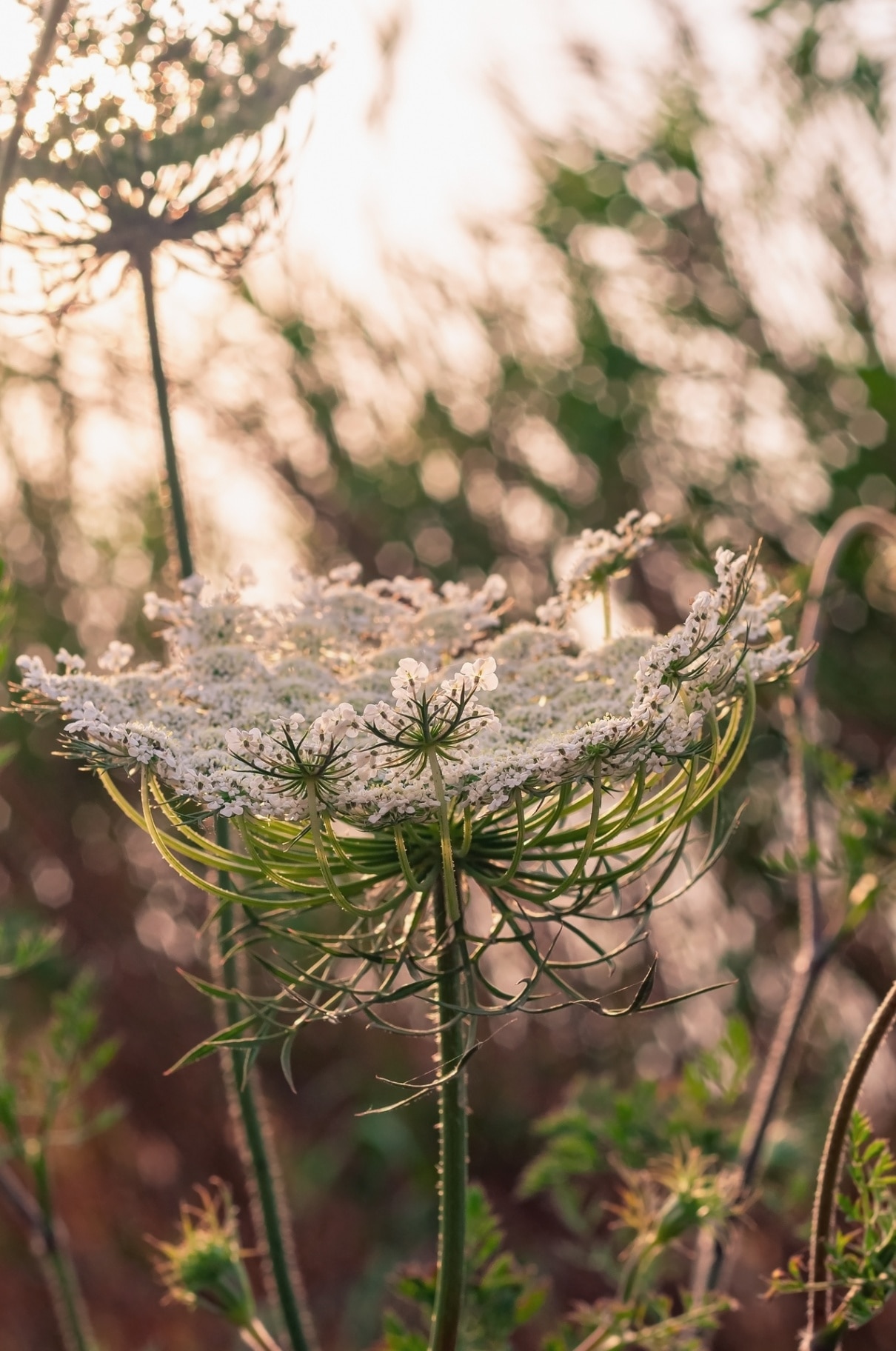 Ammi majus 