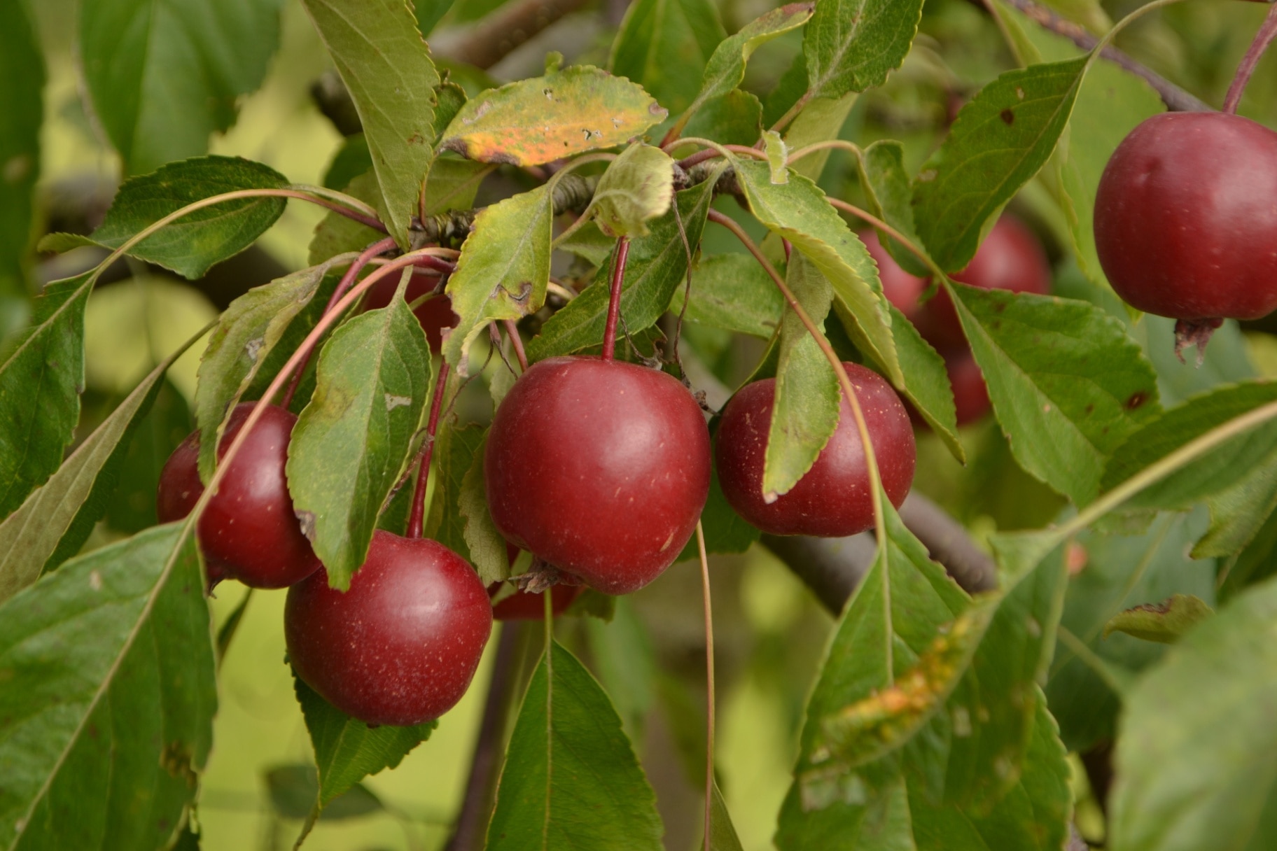Malus ‘Cheal’s Weeping’