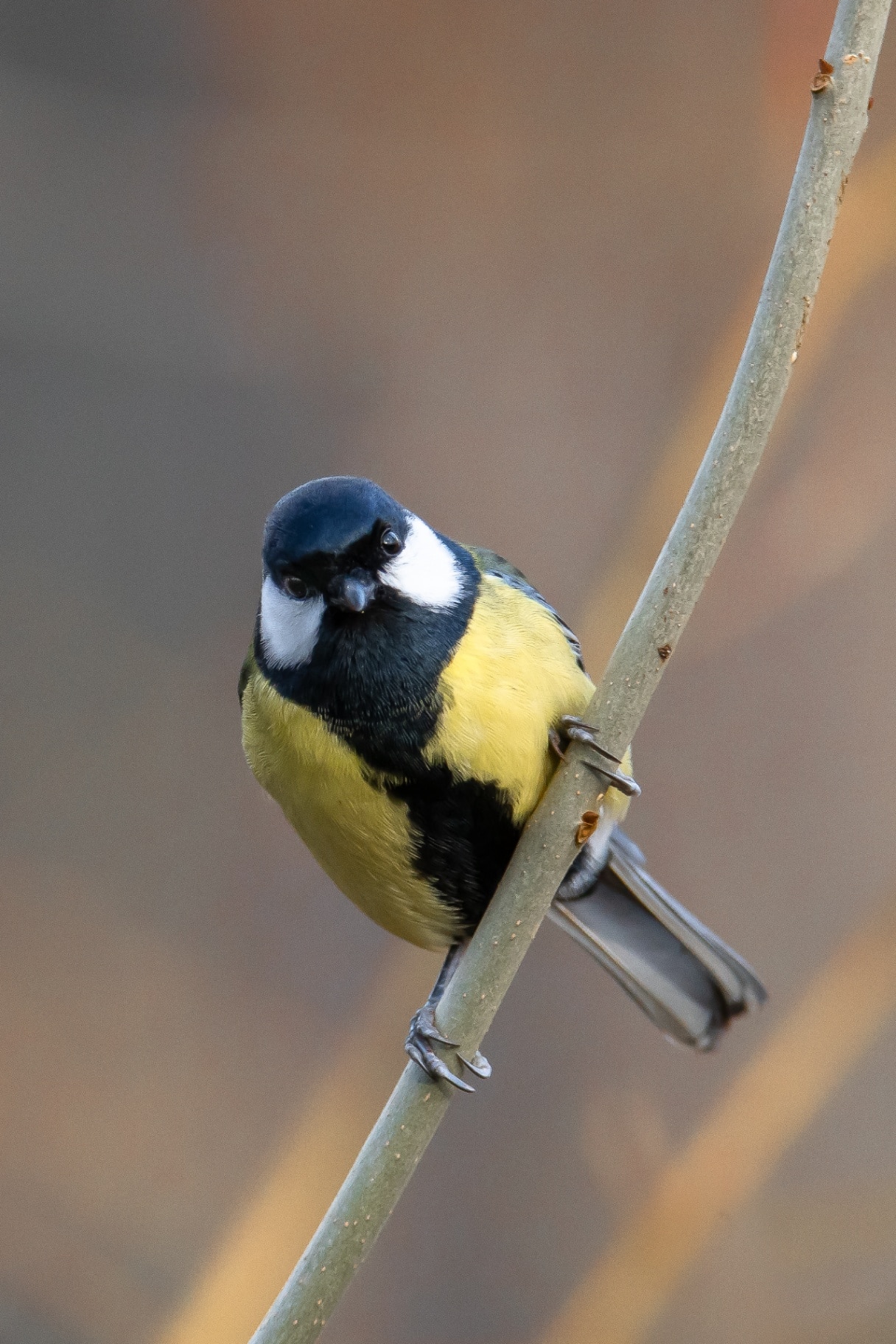 Great tit - Parus major, is a passerine bird in the tit family Paridae. 