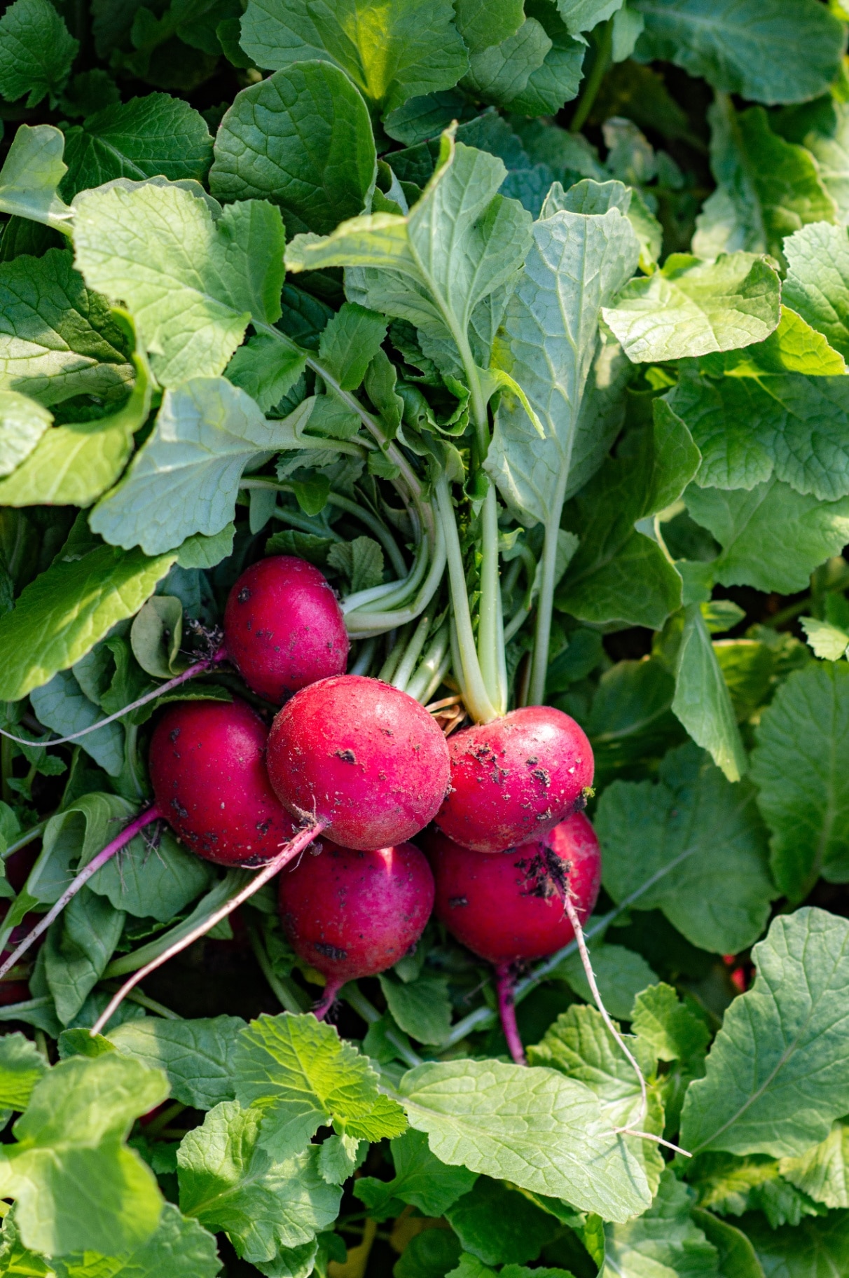  Harvesting red radish from the field. Bunch of red radish