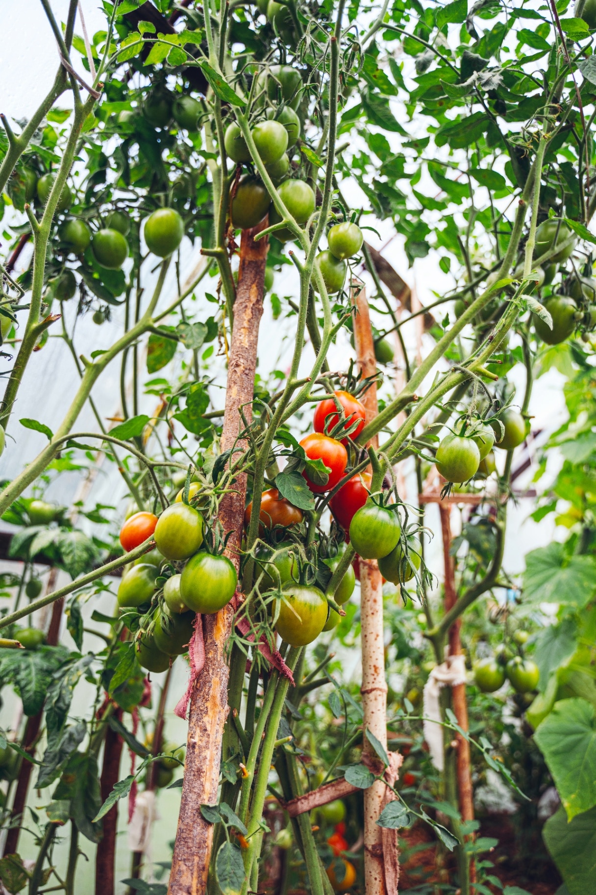Tomatoes growing in a greenhouse