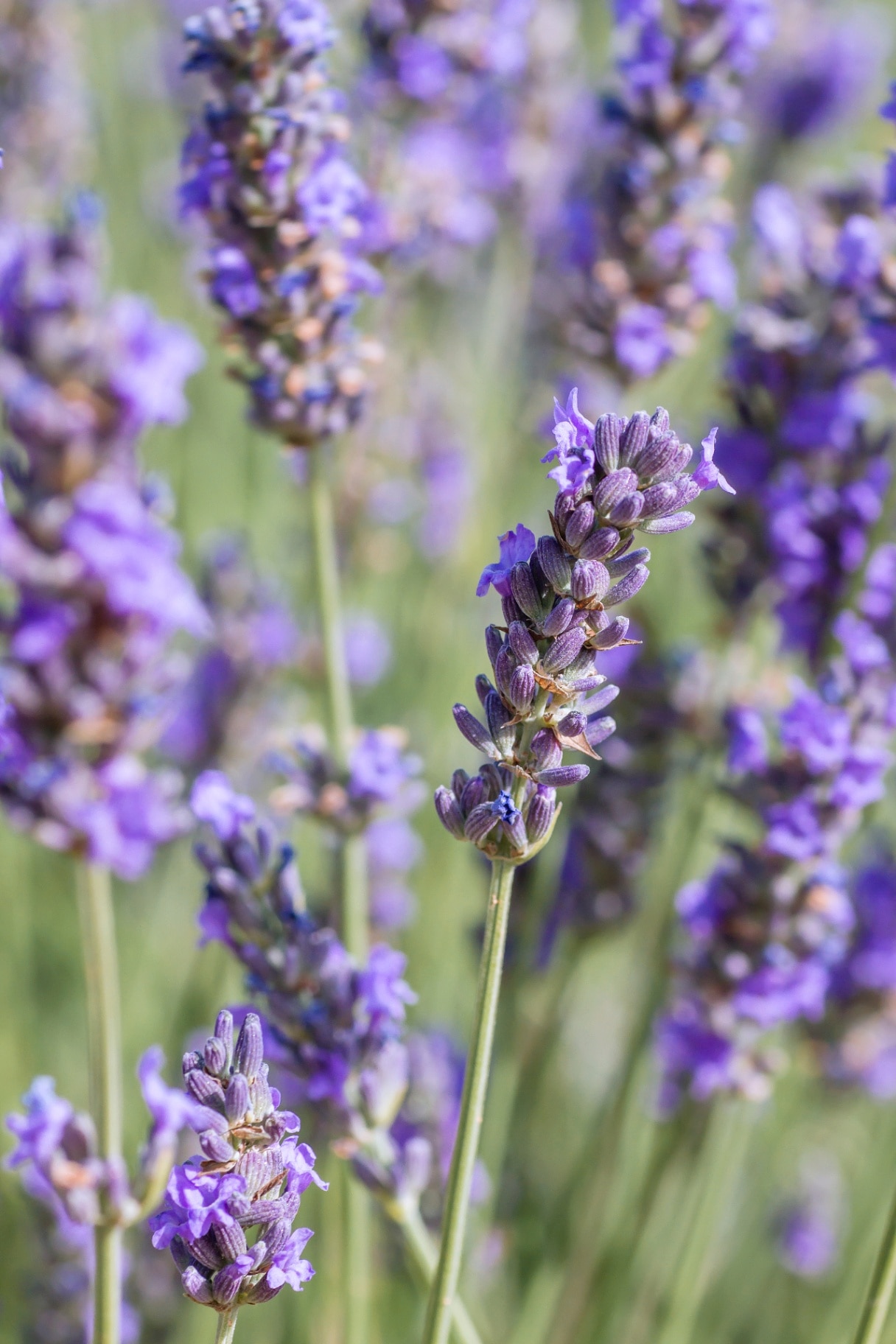 Purple lavender flowers blooming close up