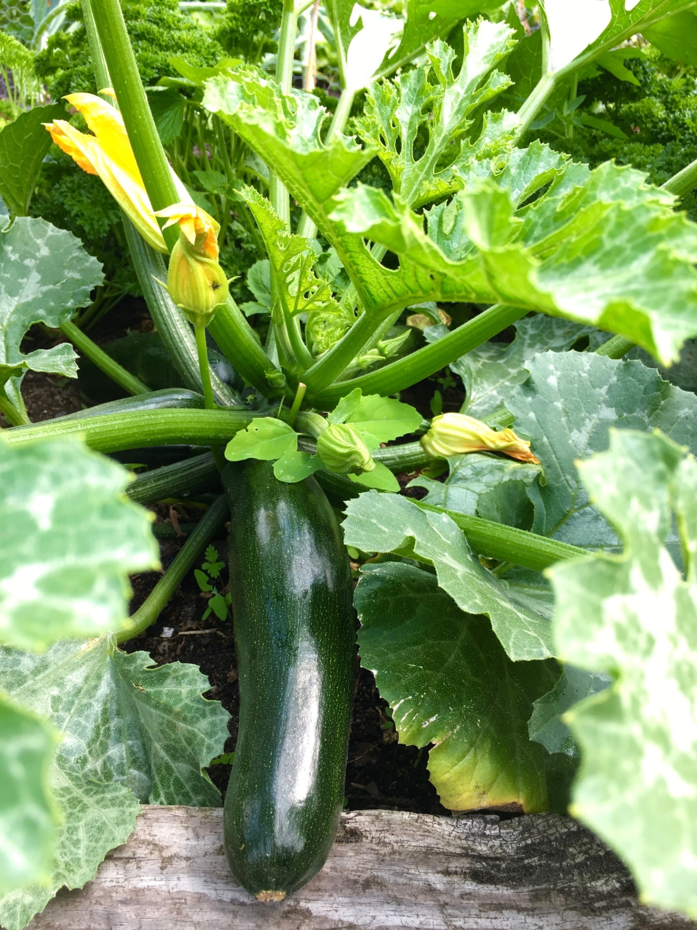 Courgette growing in the garden