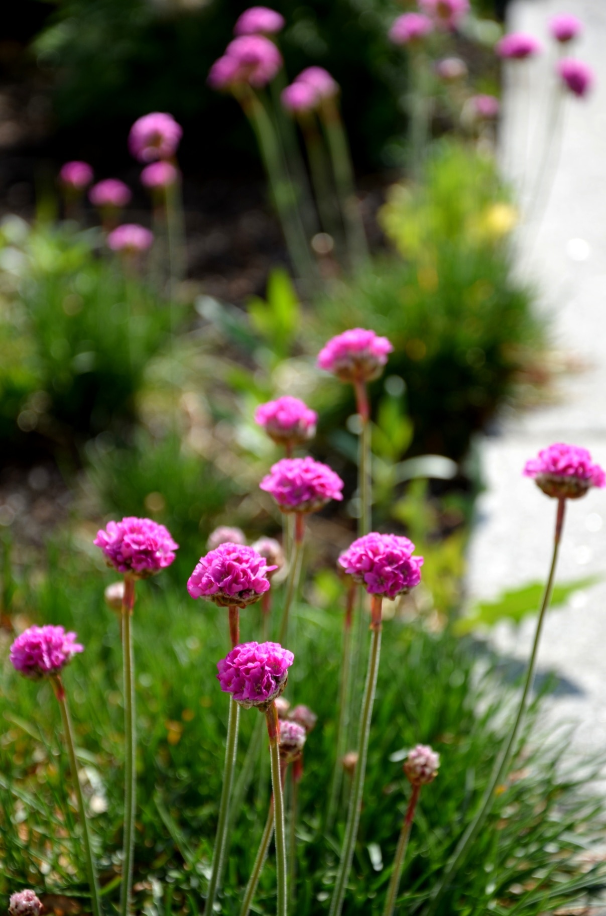 is a perennial, bushy herb, grows naturally on rocks and cliffs, saline soils or sands low purple flowers on stems