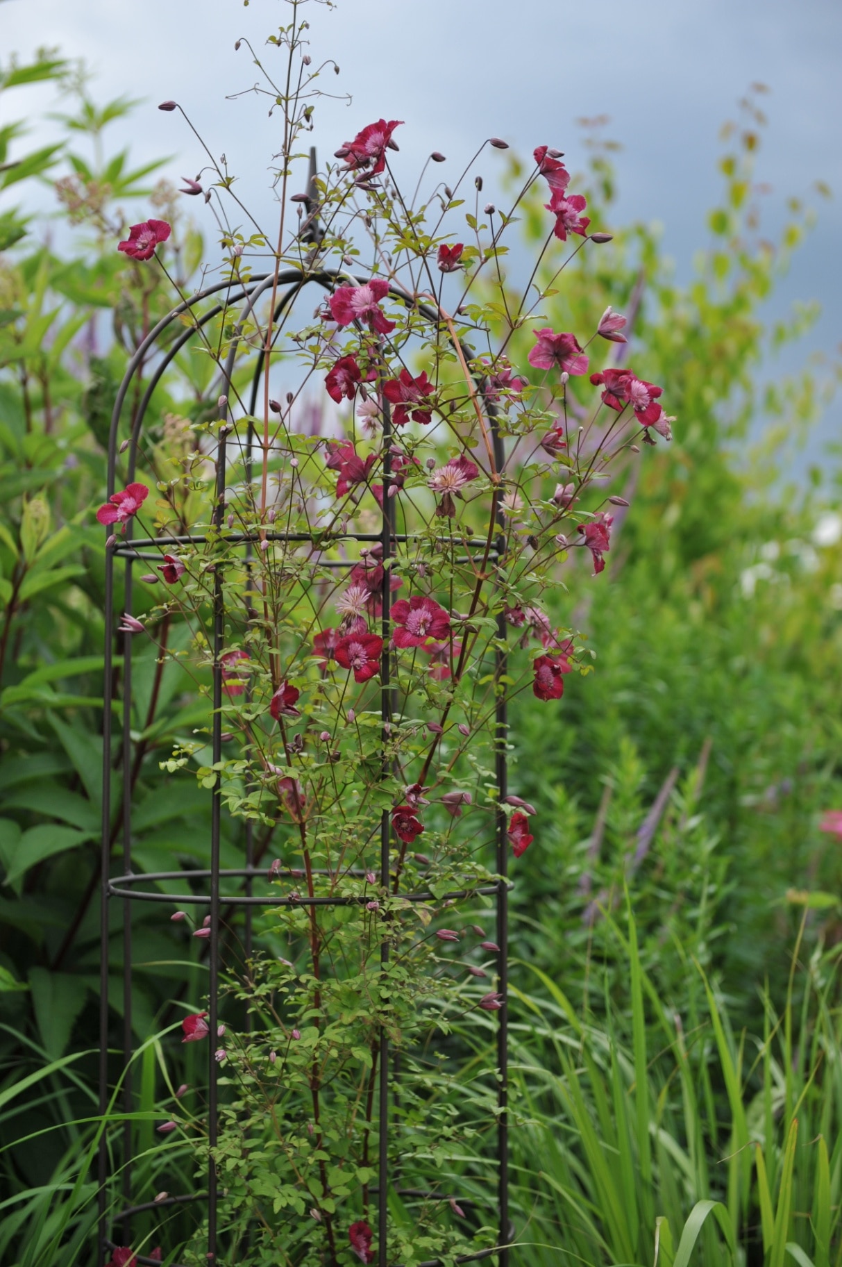 Red small-flowered Clematis viticella (purple clematis) Avant-Garde blooms on an obelisk in a garden in July 2012