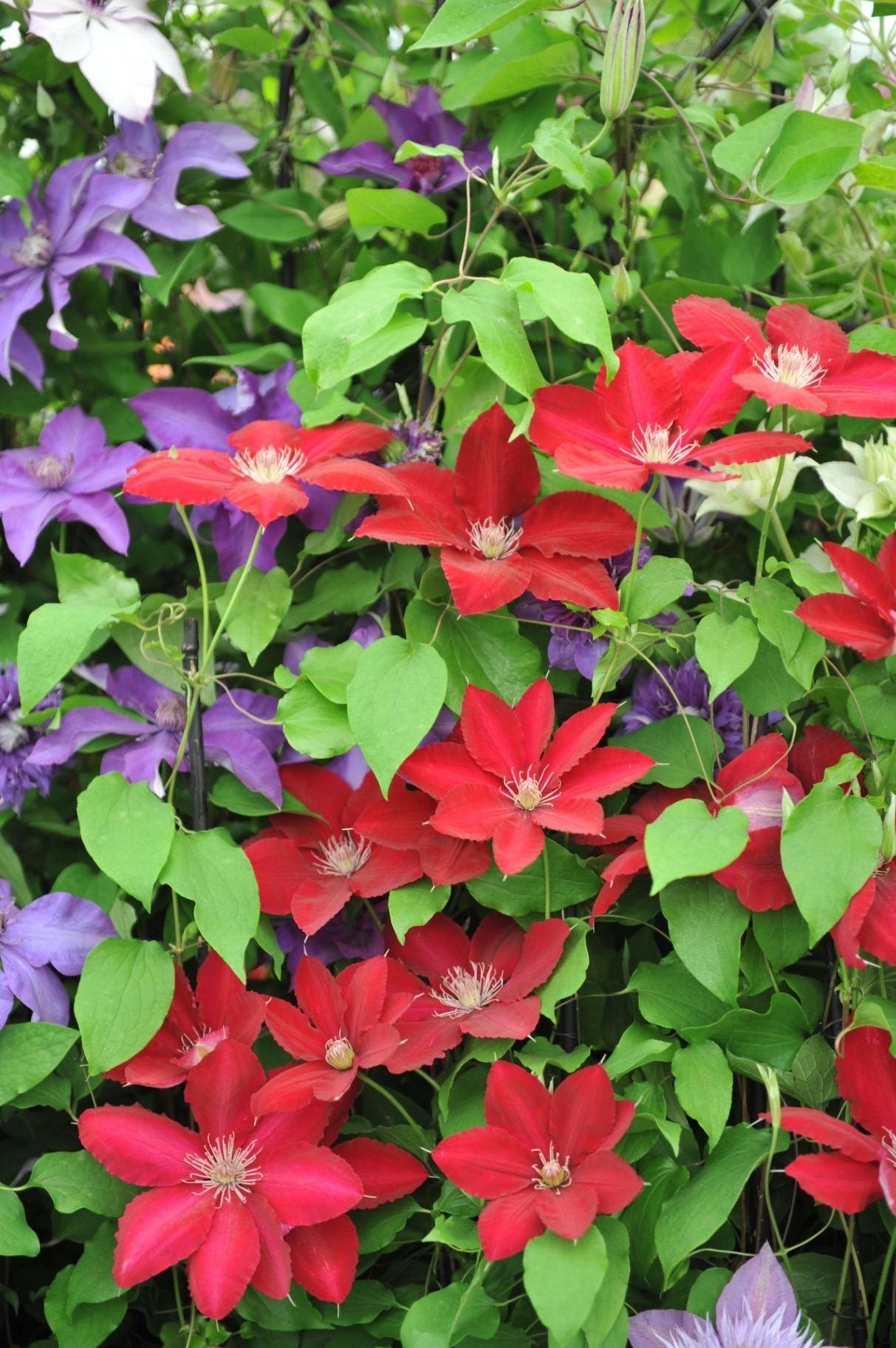 Red large-flowered Clematis Rebecca blooms on an exhibition 