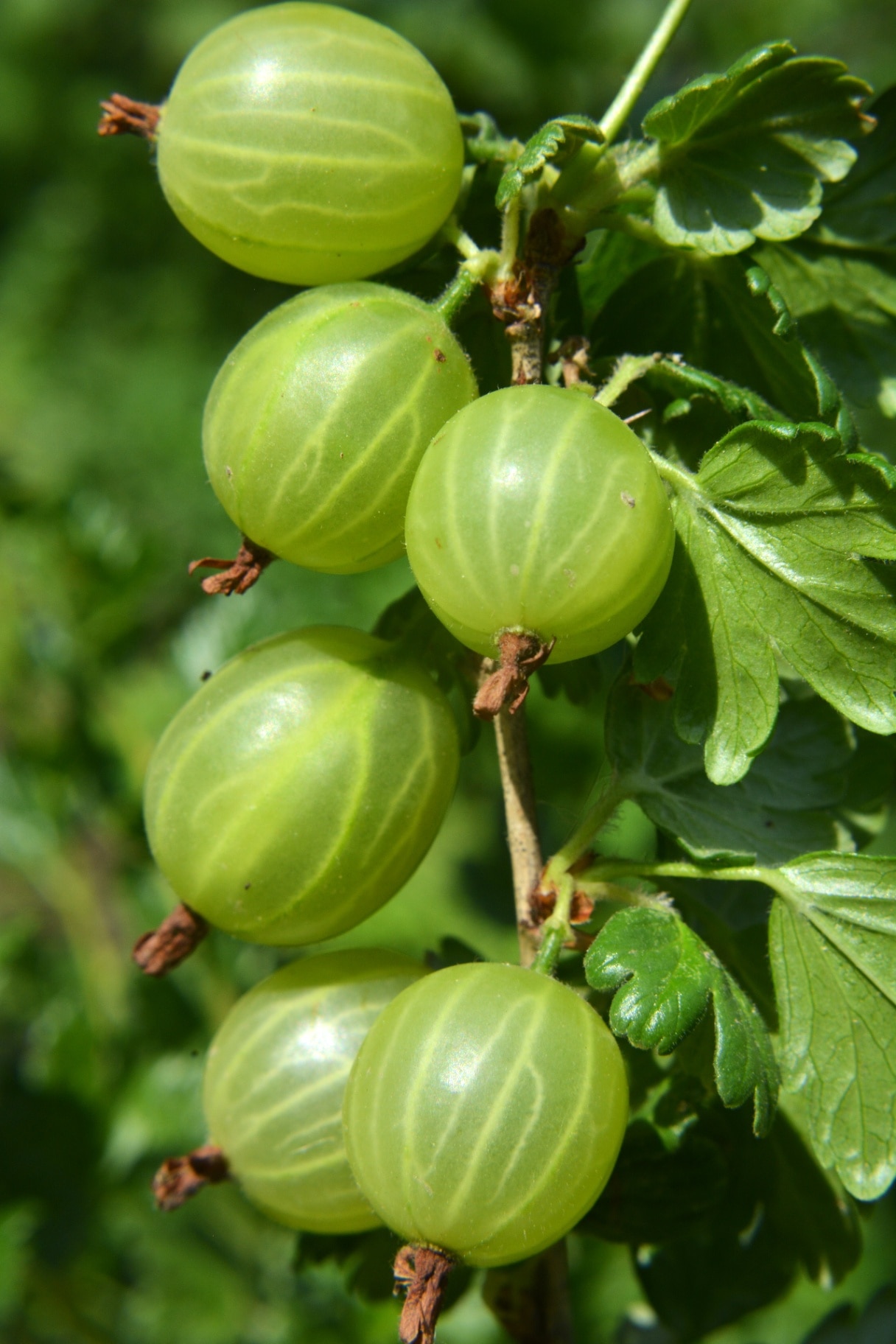 Branch bush of gooseberry with ripe berries