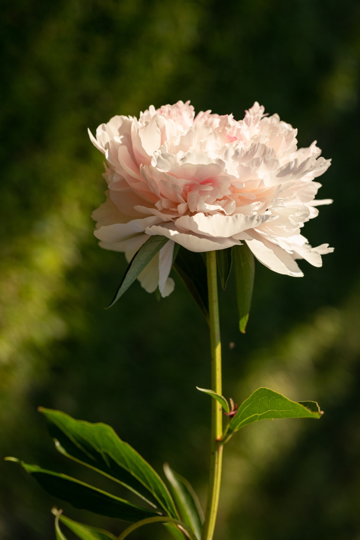 Pink peony bud on a green natural background