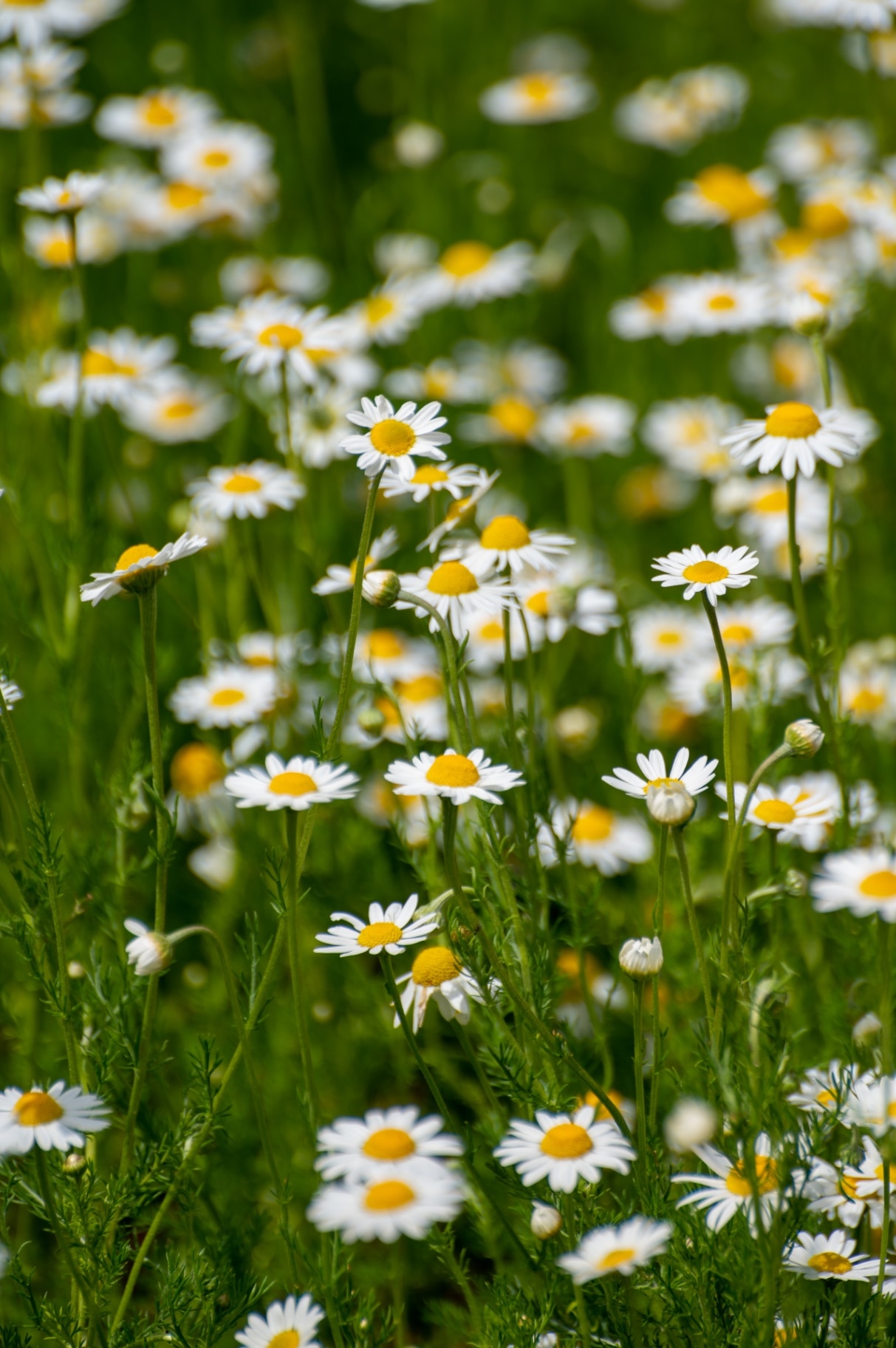 garden chamomile flowers in blossom