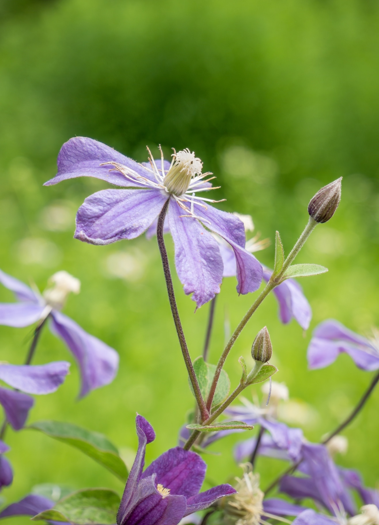 Purple flower clematis arabella with green blurred background.