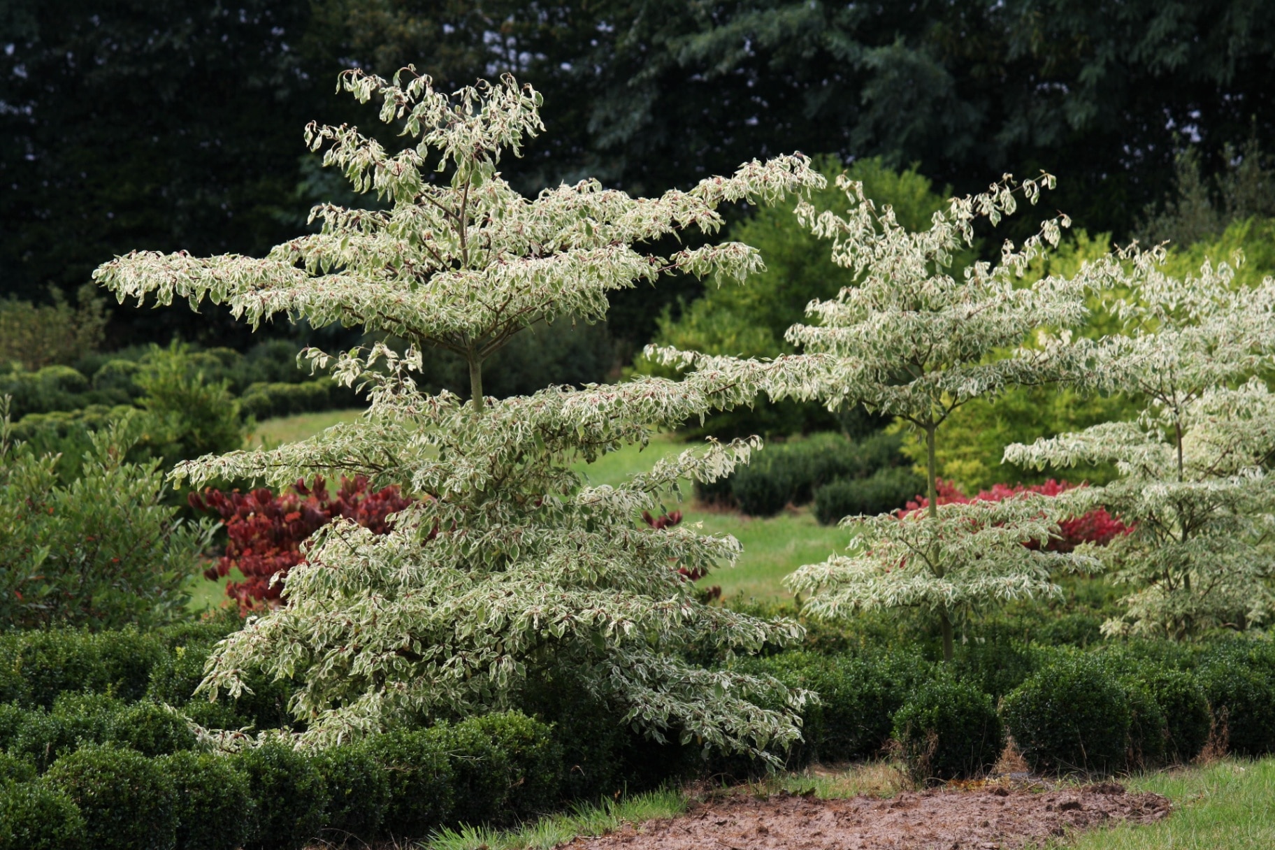 Cornus controversa variegata in full summer
