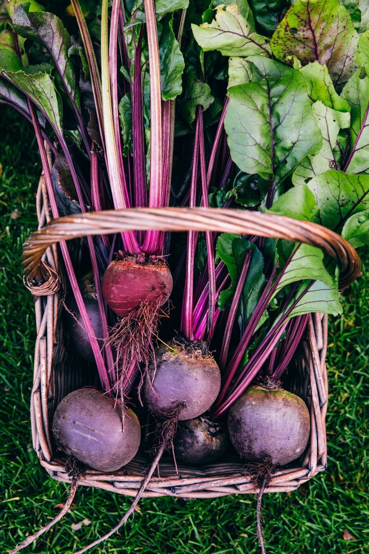 Fresh beet, beetroot harvest in wooden basket on green grass garden background