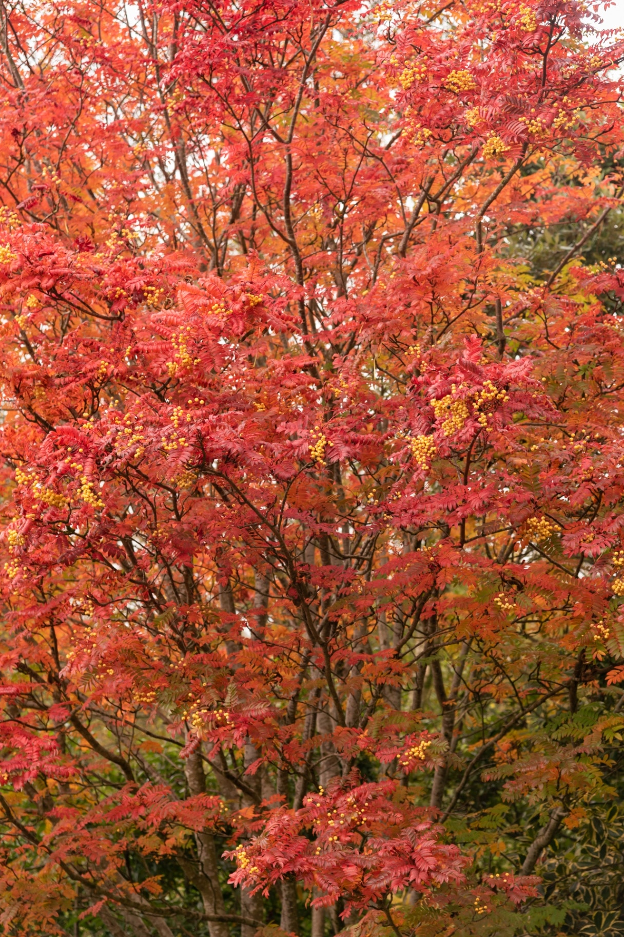 Sorbus ‘Joseph Rock’ tree in autumn
