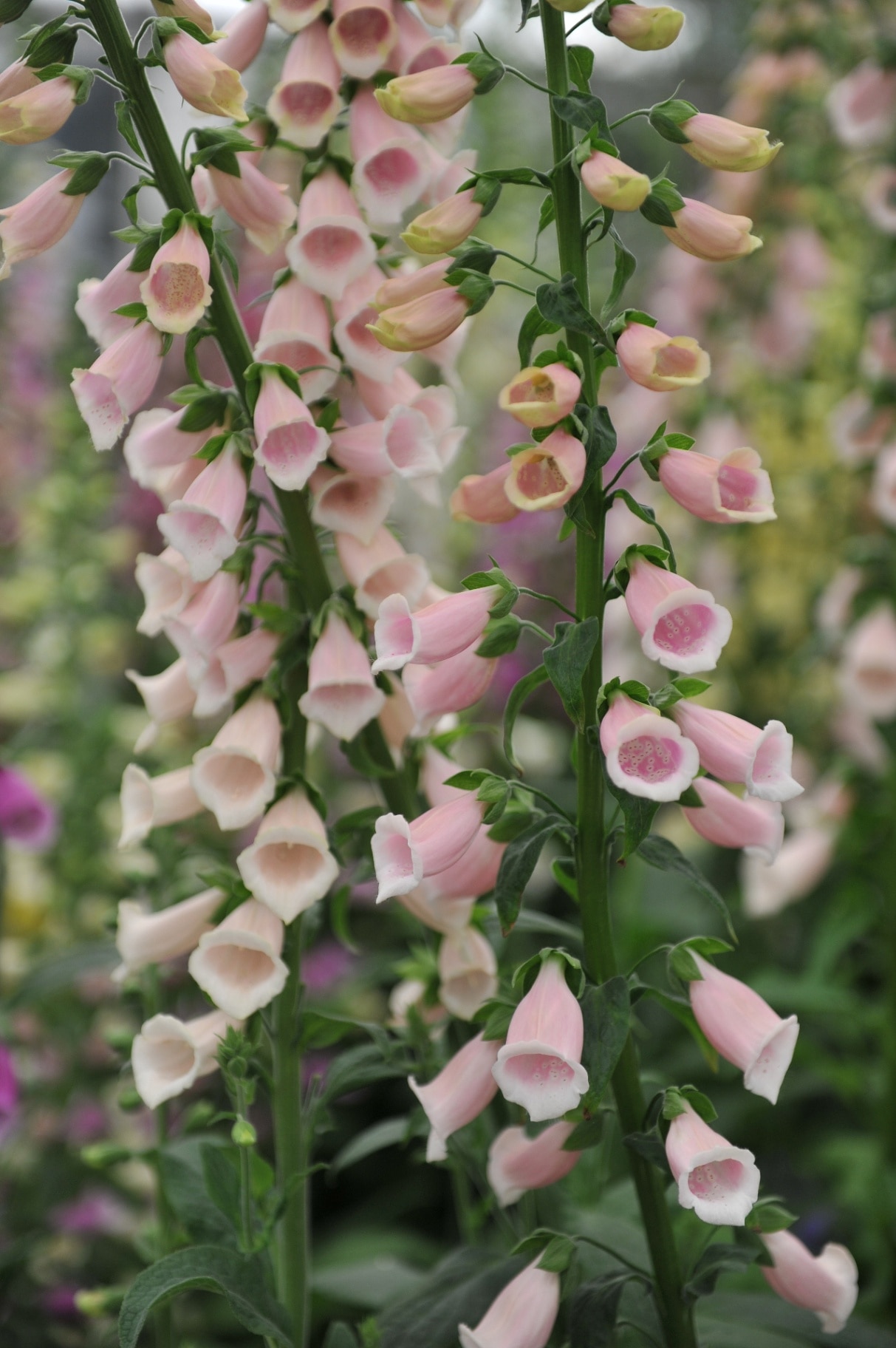 Pink common foxglove (Digitalis purpurea) Sutton's Apricot bloom on an exhibition in May