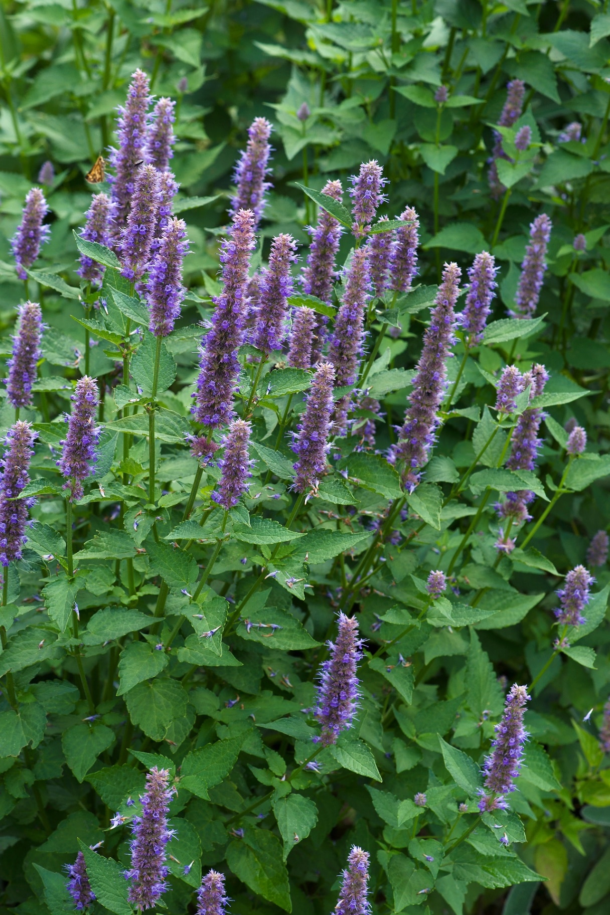 Anise hyssop (Agastache foeniculum) flowering in the garden