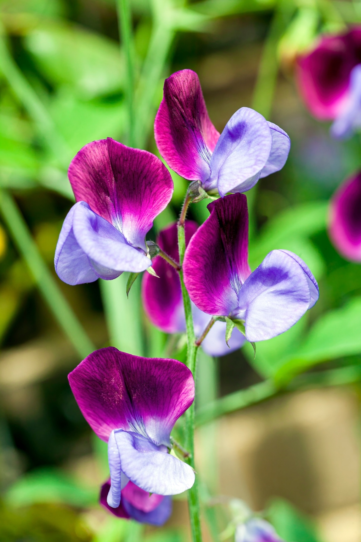 Sweet Pea 'Matucana' (Lathyrus odoratus) a purple red spring summer flower plant