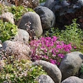 Various perennial plants in a small rockery in a summer garden