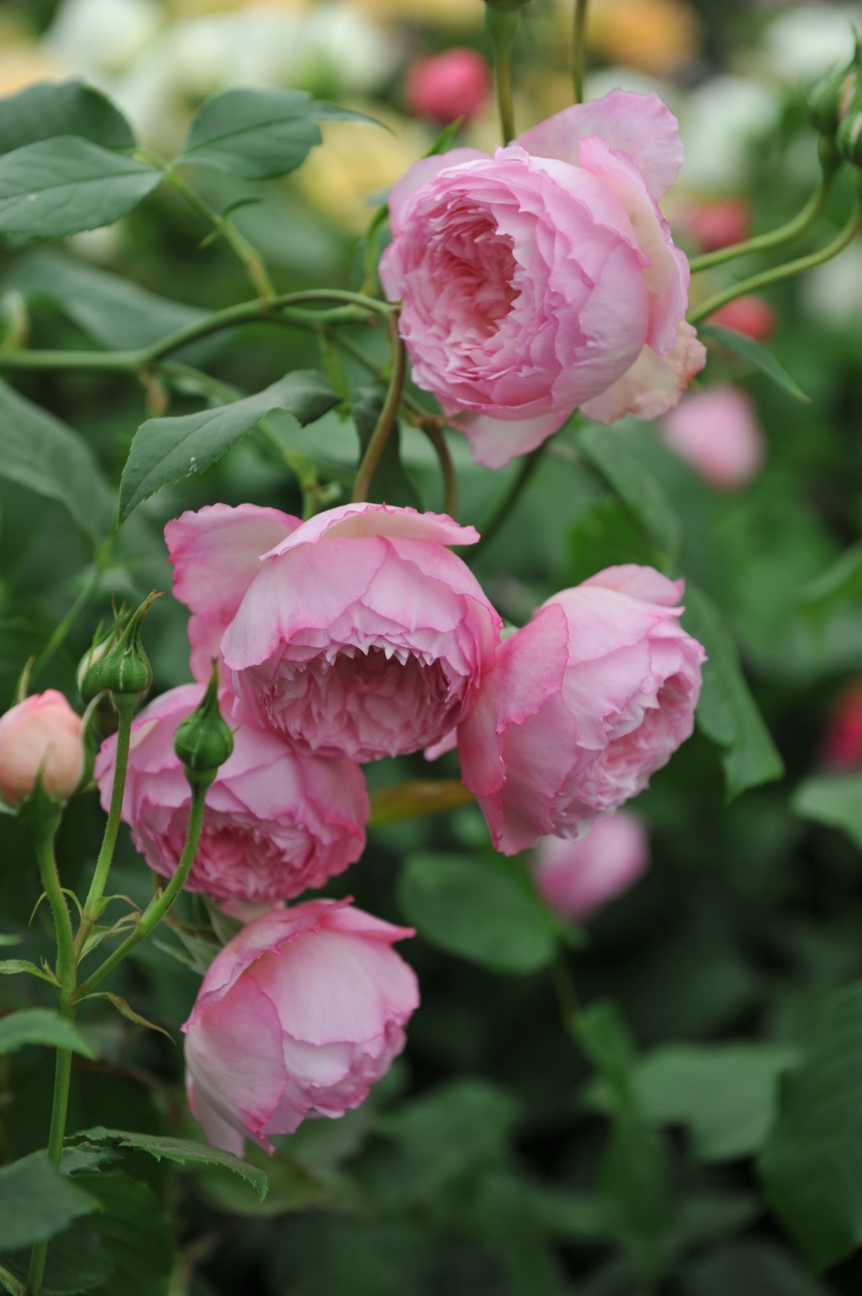 Pink shrub English rose (Rosa) The Mill On The Floss blooms on an exhibition in May