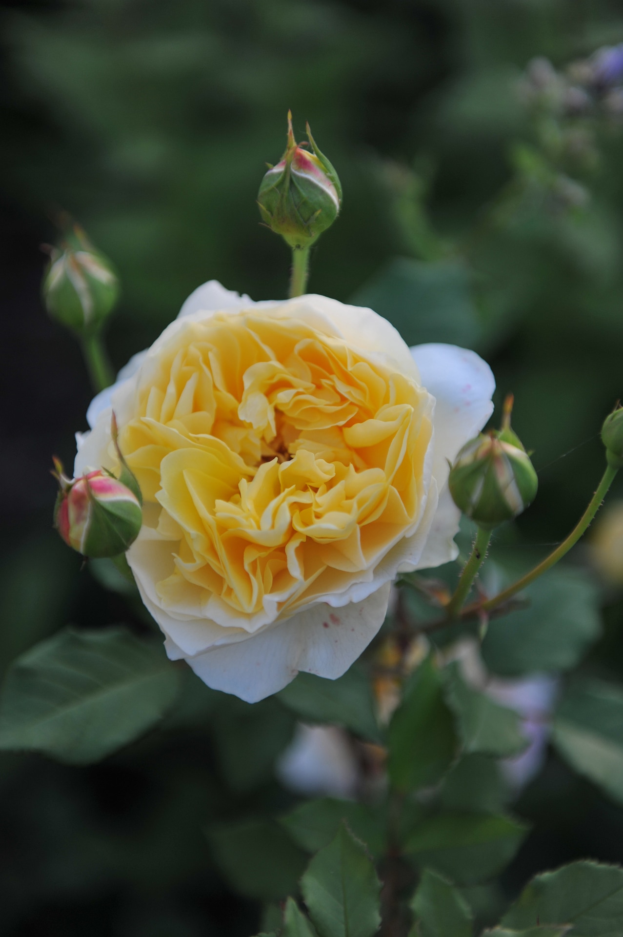 Yellow shrub English rose (Rosa) The Poet's Wife blooms in a garden