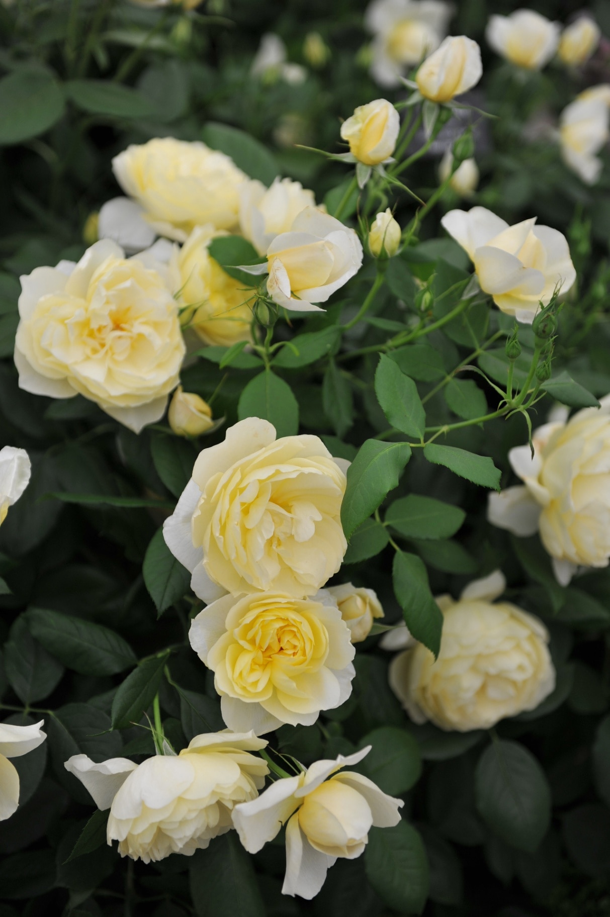 Light yellow shrub English rose (Rosa) Vanessa Bell blooms on an exhibition in May