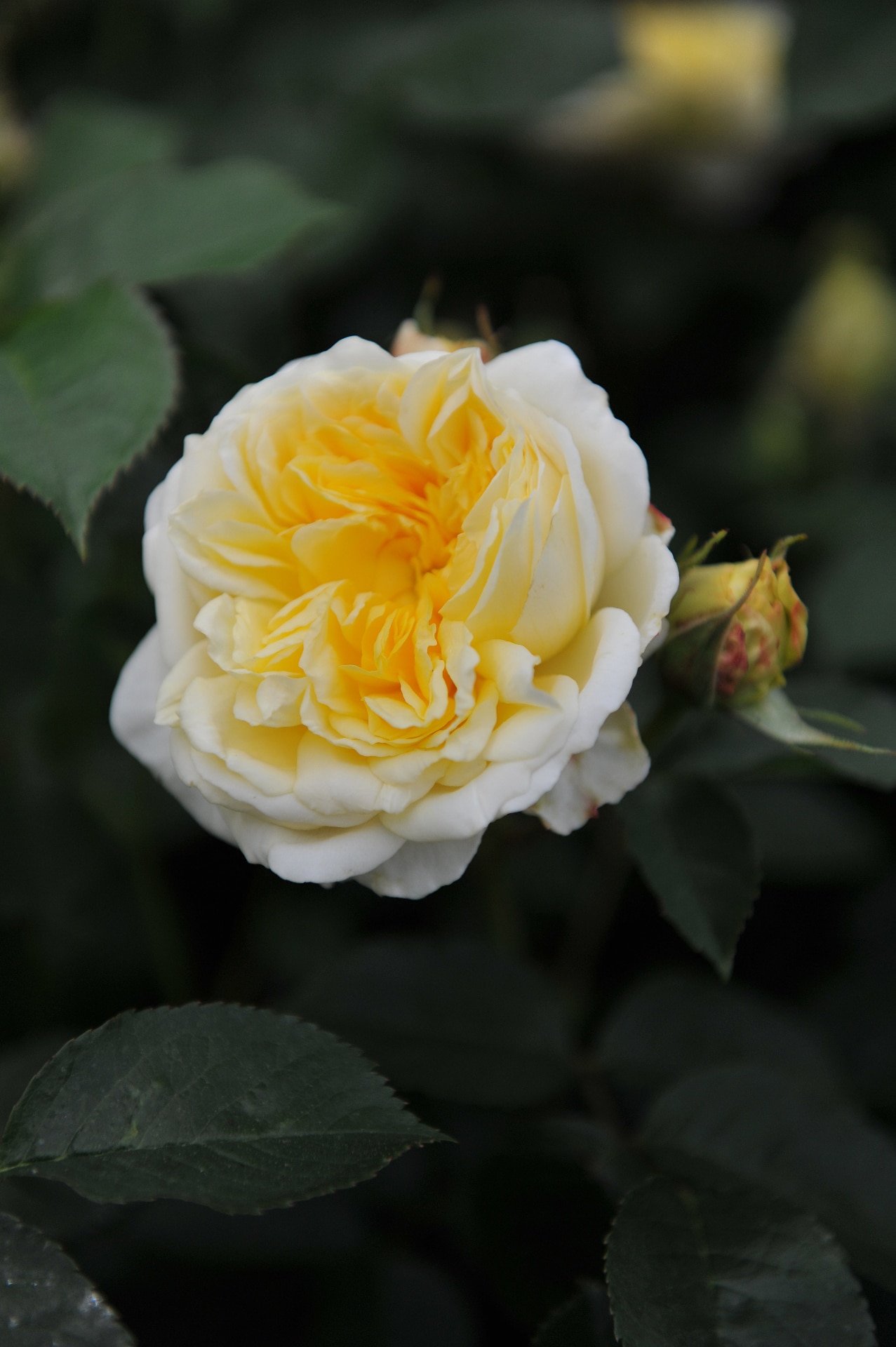Yellow shrub rose (Rosa) Charles Darwin blooms in a garden in May
