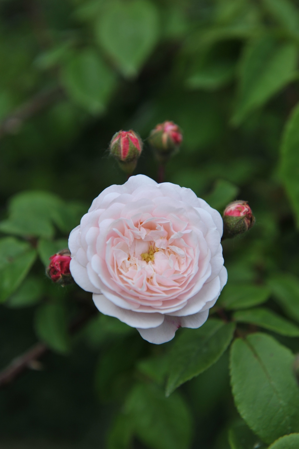 White with pink blush climbing Hybrid Sempervirens rose (Rosa) Felicite et Perpetue blooms in a garden in June