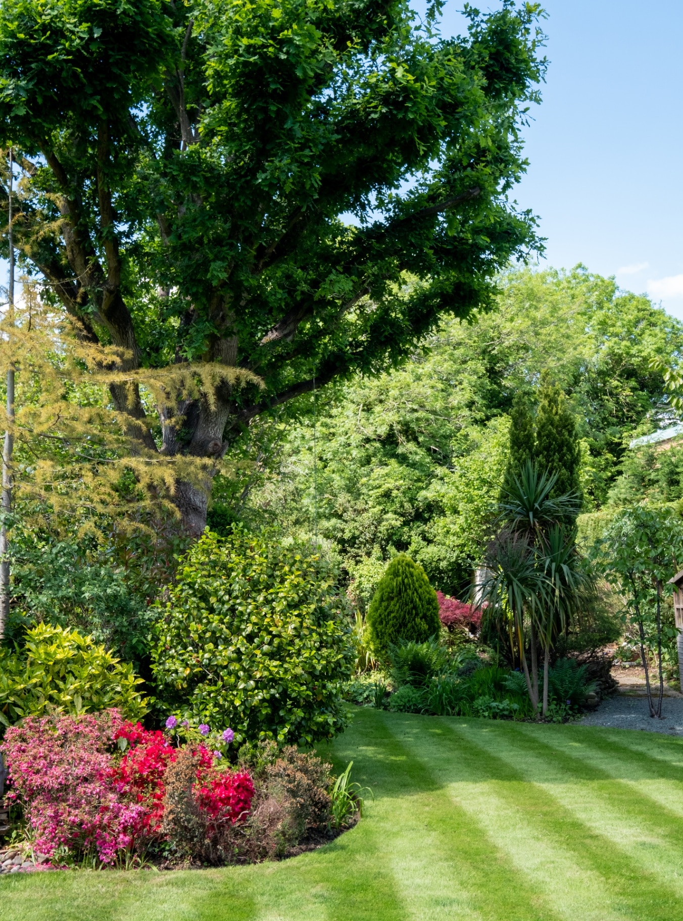 Suburban, well stocked garden with neatly mown striped lawn