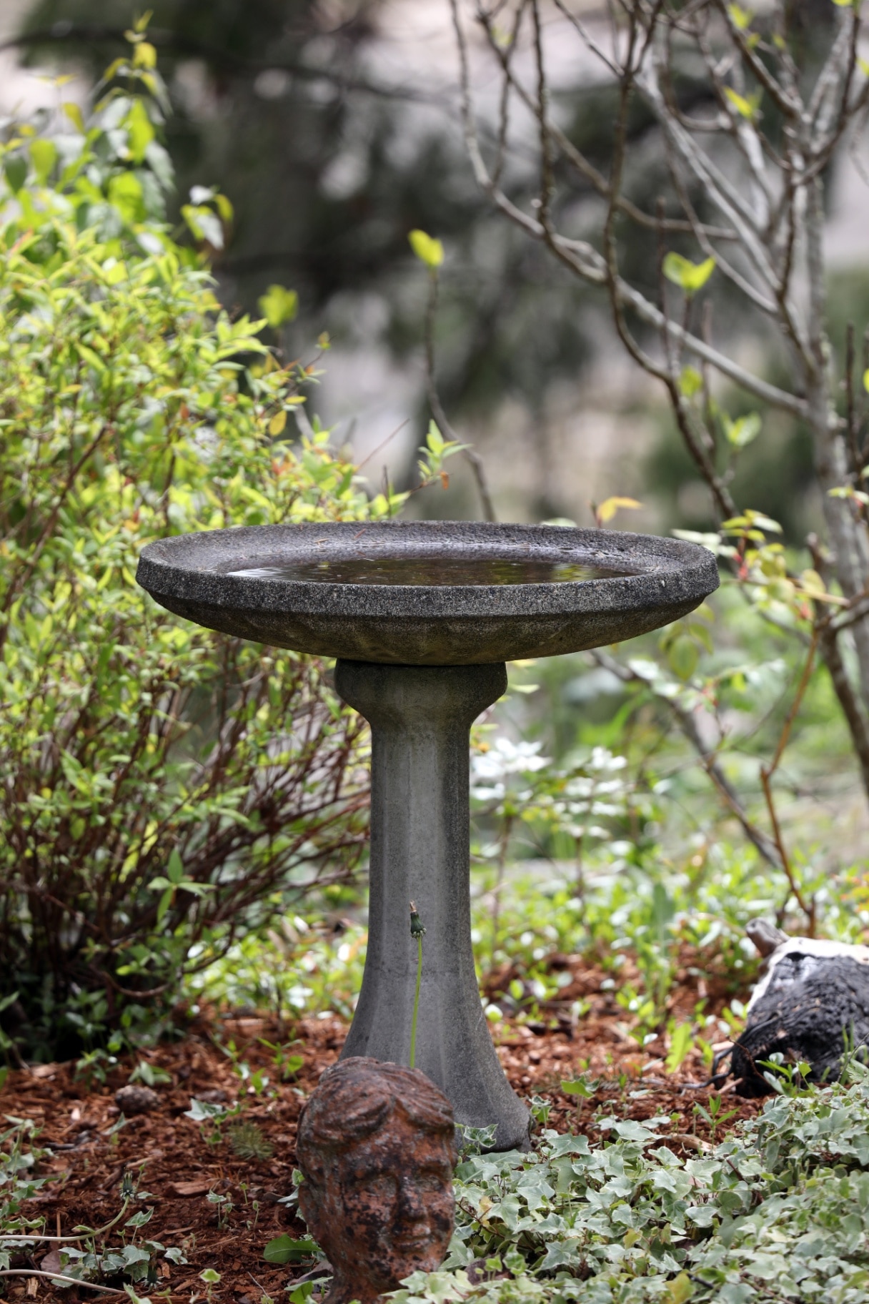 Gray stone birdbath with reflections in a shade garden