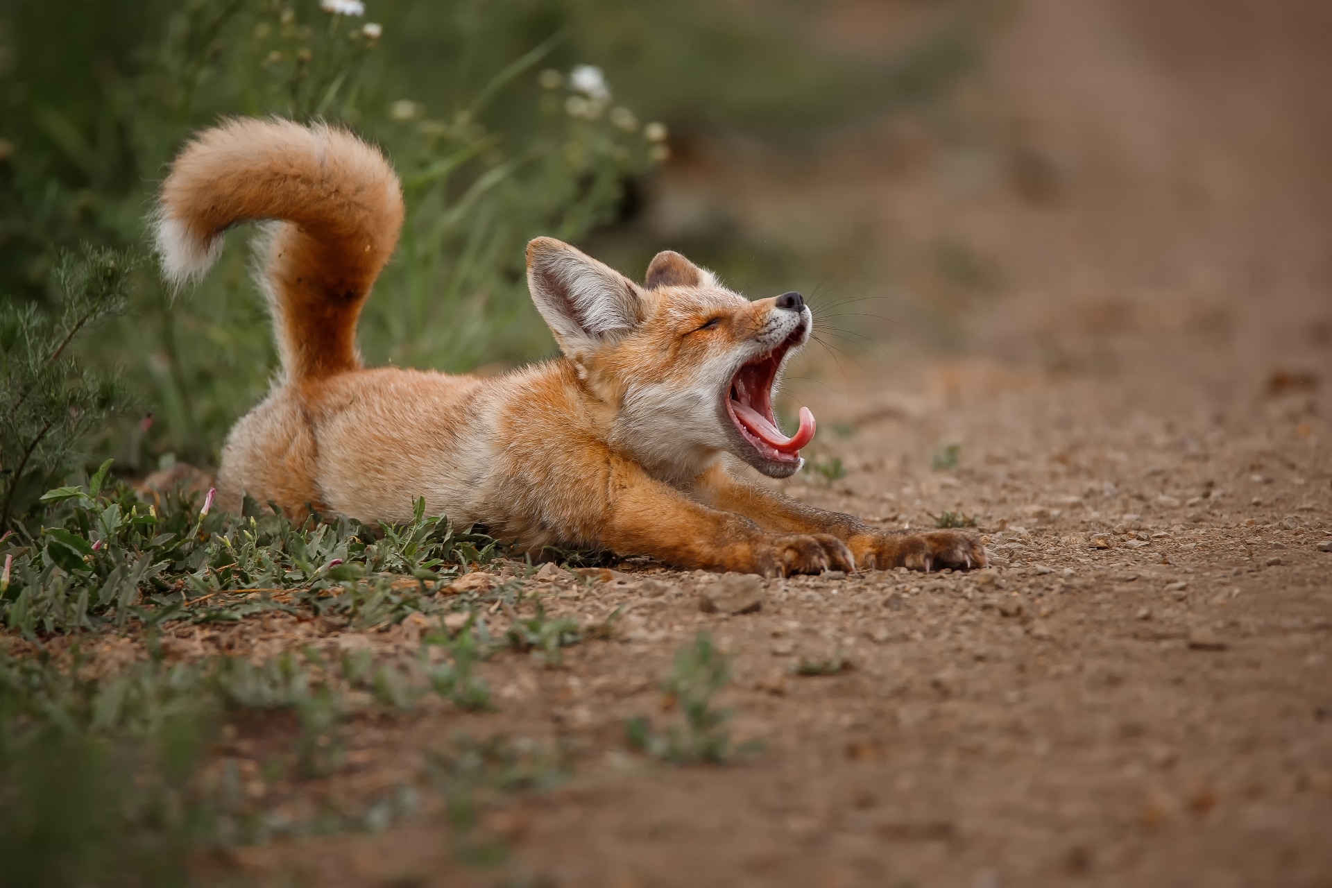 A joyful fox lies on a forest road and yawns