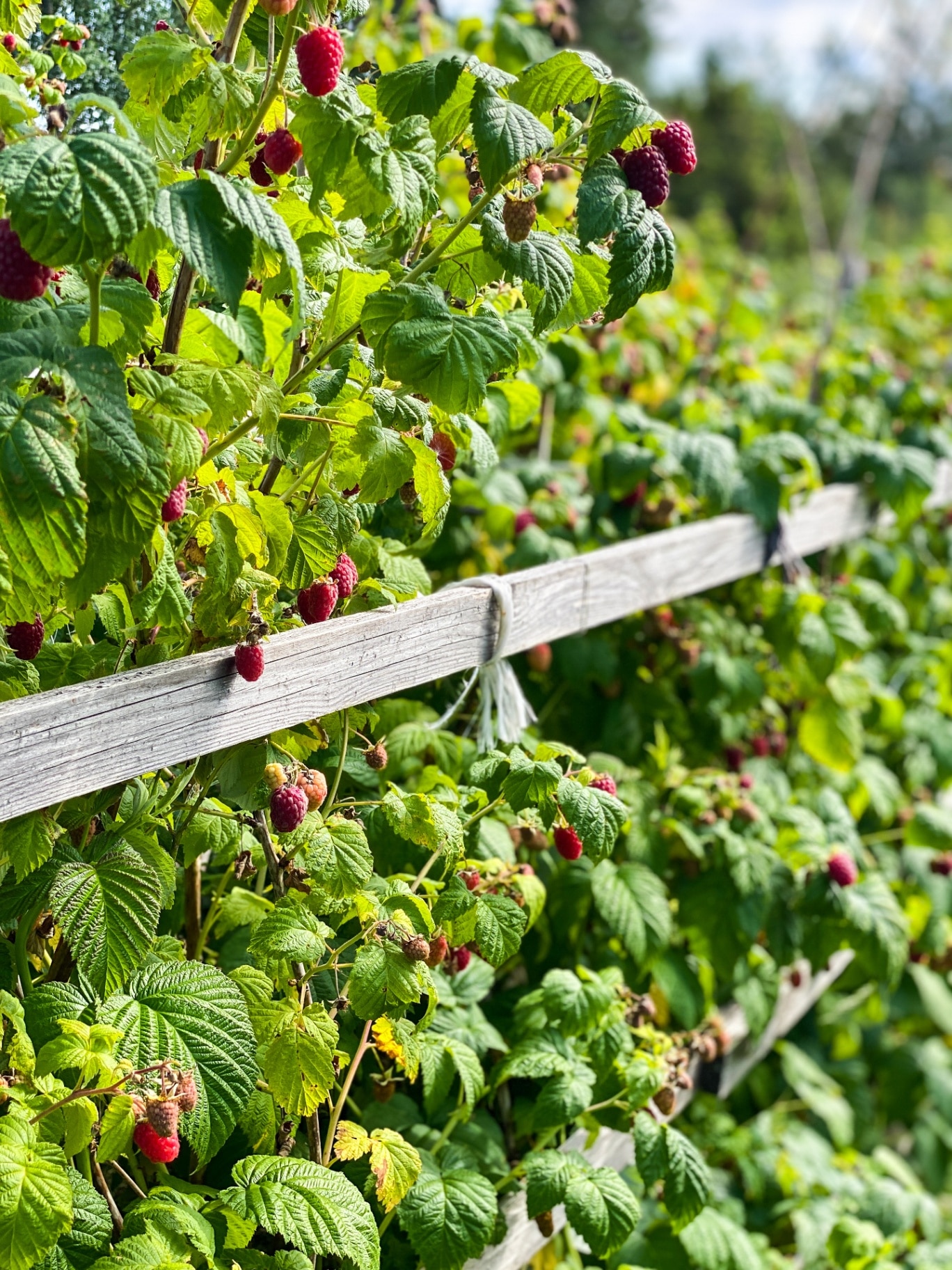 Raspberry bushes with ripe raspberries in garden in Sweden.