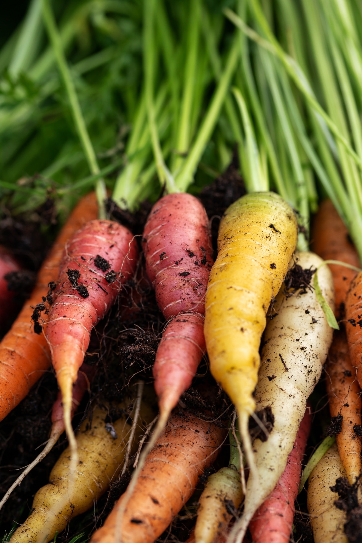 freshly picked Rainbow carrots from kitchen garden
