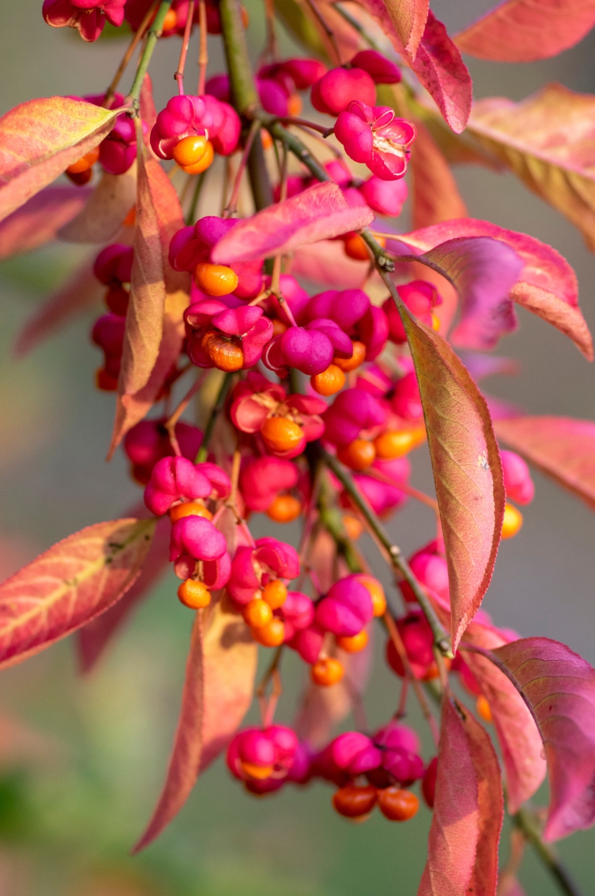 Euonymus europaeus european common spindle capsular ripening autumn fruits