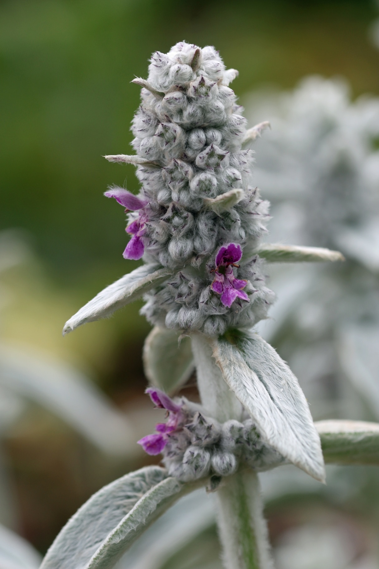 Stachys byzantina 'Silver Carpet'
