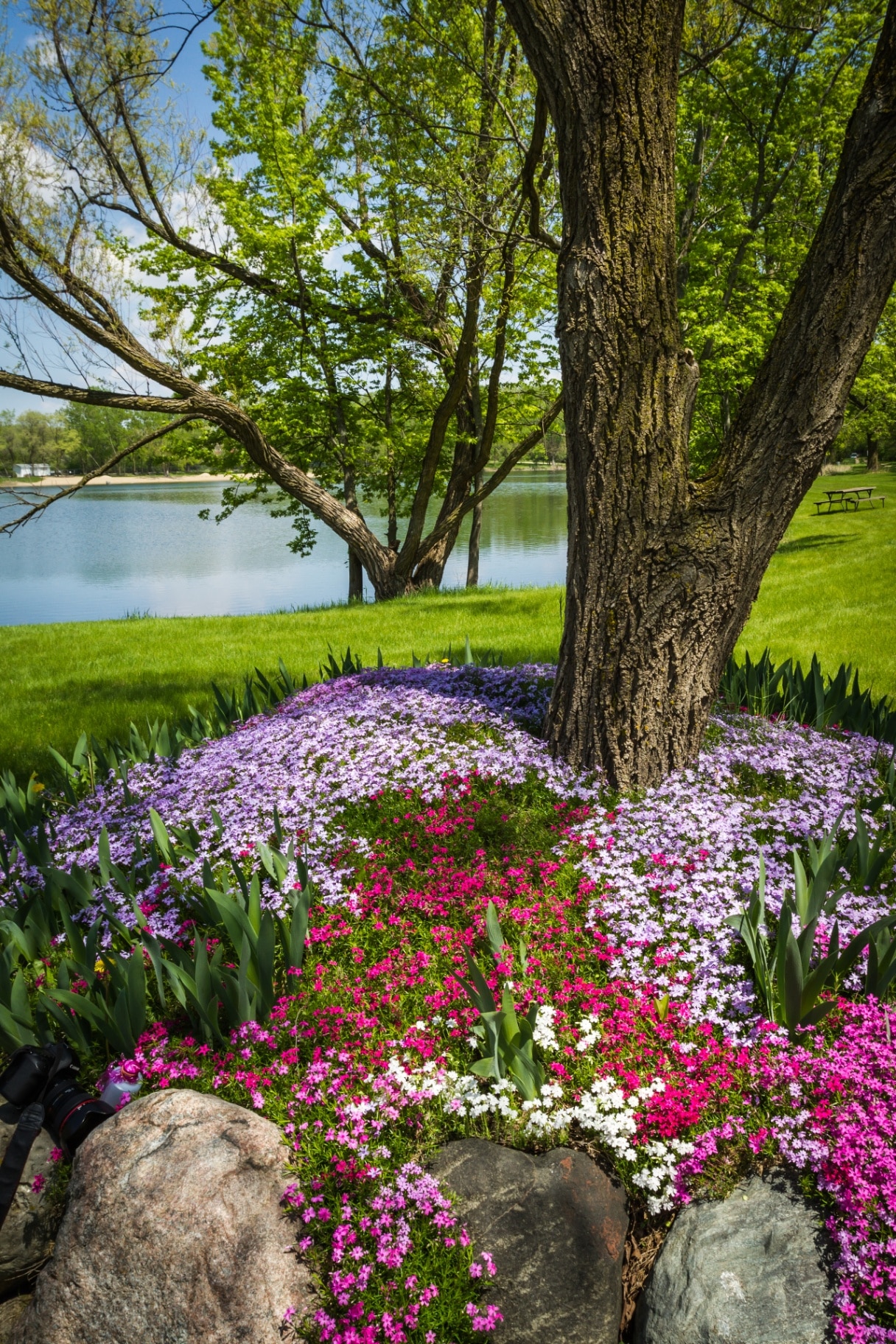 beautiful landscaping with colorful phlox covering the grounds of a large