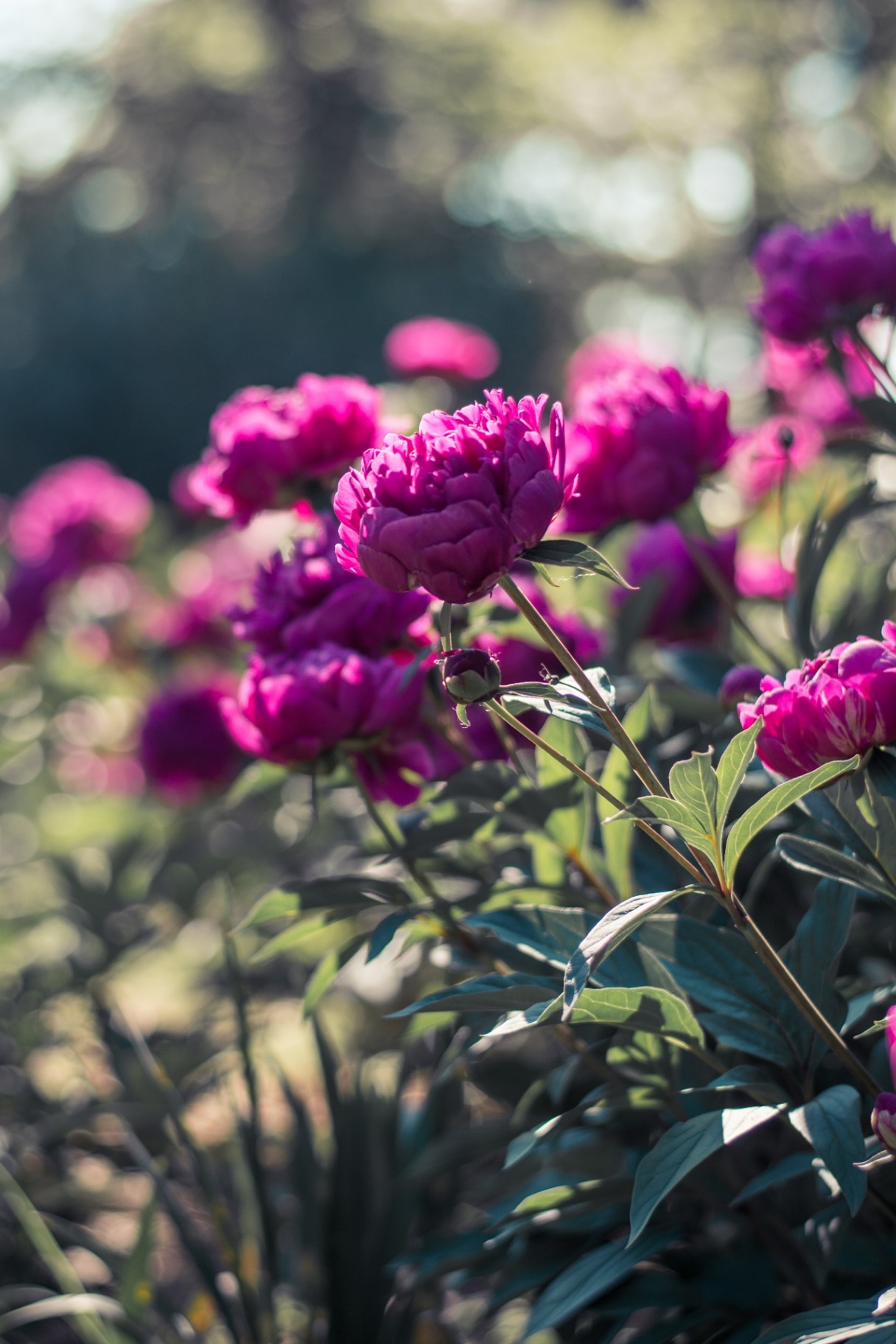 Purple peonies in the garden