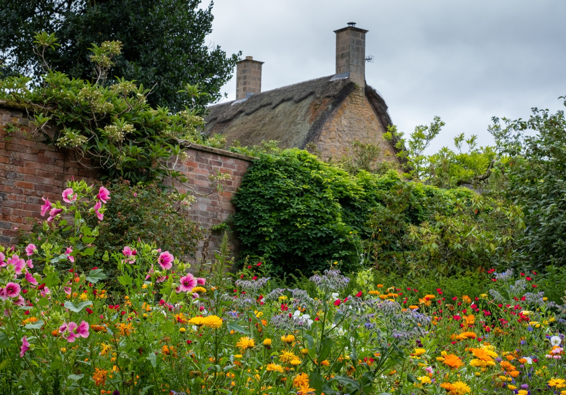 Variety of colourful wild flowers including magenta coloured mallow trifida with vivid green eye, growing in a garden near Chipping Campden in the Cotswolds, Gloucestershire, UK