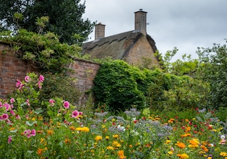 Variety of colourful wild flowers including magenta coloured mallow trifida with vivid green eye, growing in a garden near Chipping Campden in the Cotswolds, Gloucestershire, UK
