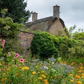 Variety of colourful wild flowers including magenta coloured mallow trifida with vivid green eye, growing in a garden near Chipping Campden in the Cotswolds, Gloucestershire, UK