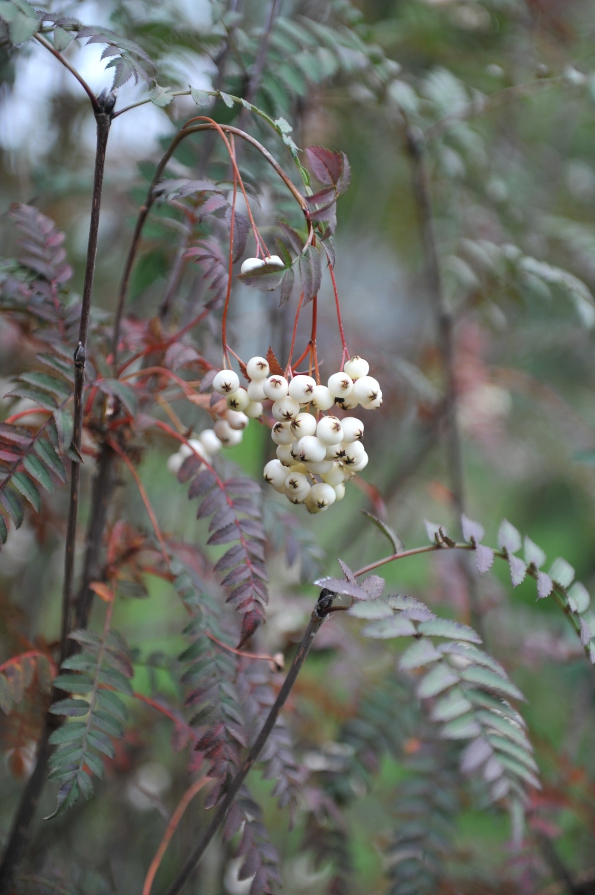 Sorbus koehneana 