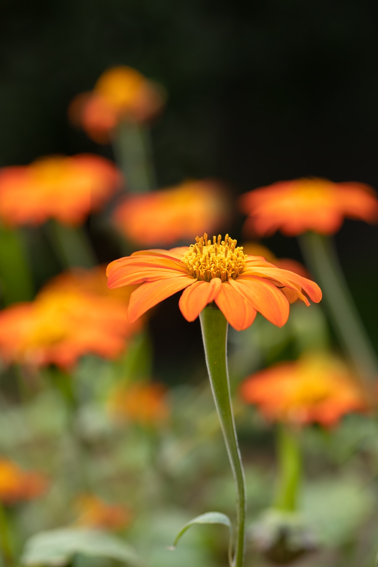 Tithonia rotundifolia ‘Torch’ 