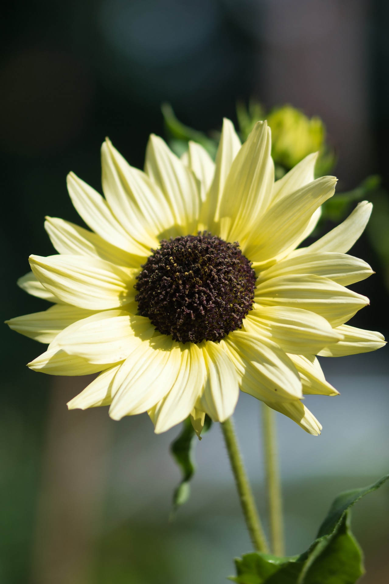 Miniature sunflower Italian White with big creamy white flowers and deep chocolate brown flower centre blooming in the summer garden