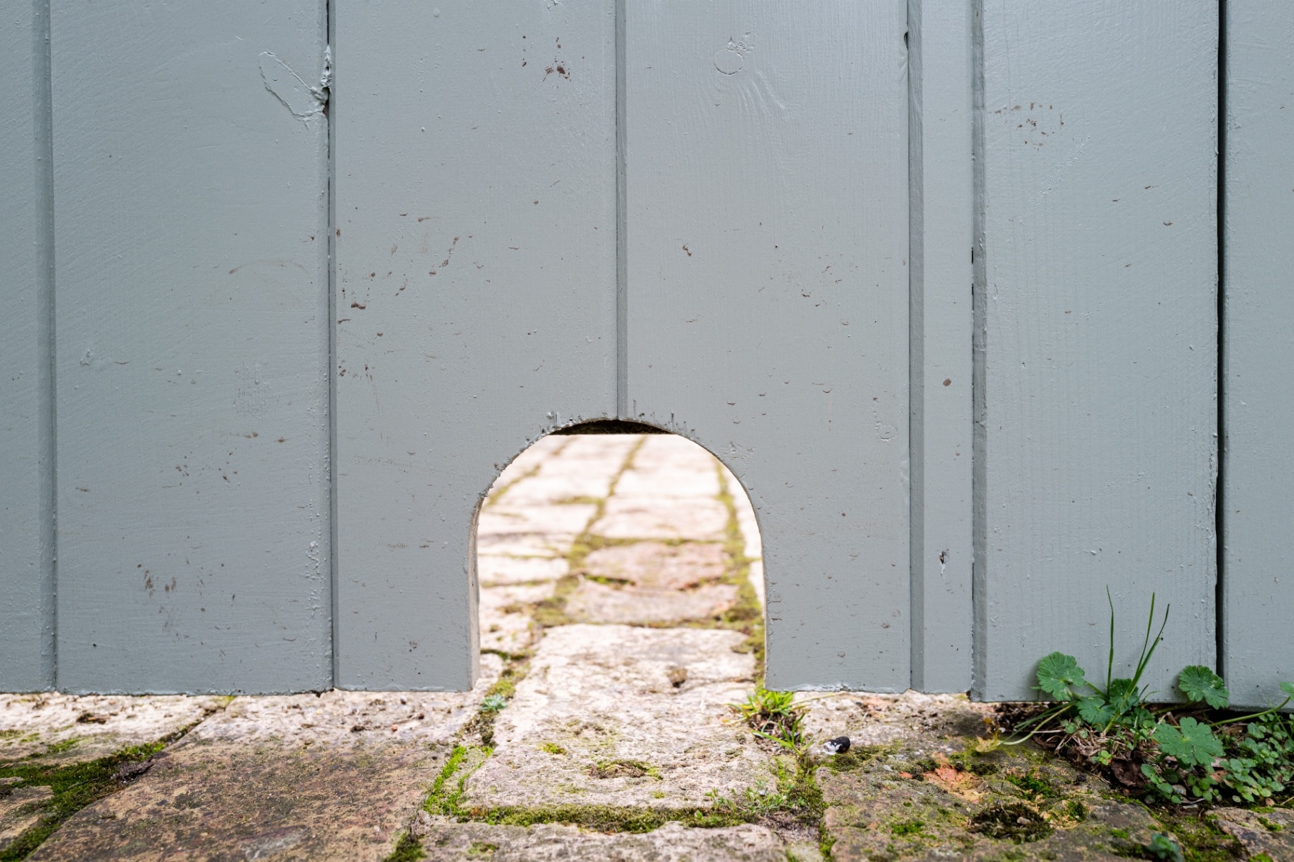 Newly cut small hedgehog entrance hole at the bottom of a garden gate.