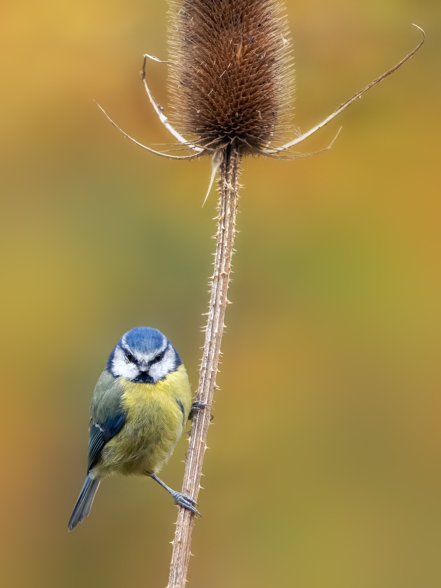 Adult Blue tit (Cyanistes caeruleus) perched on Teasel against diffused autumnal background