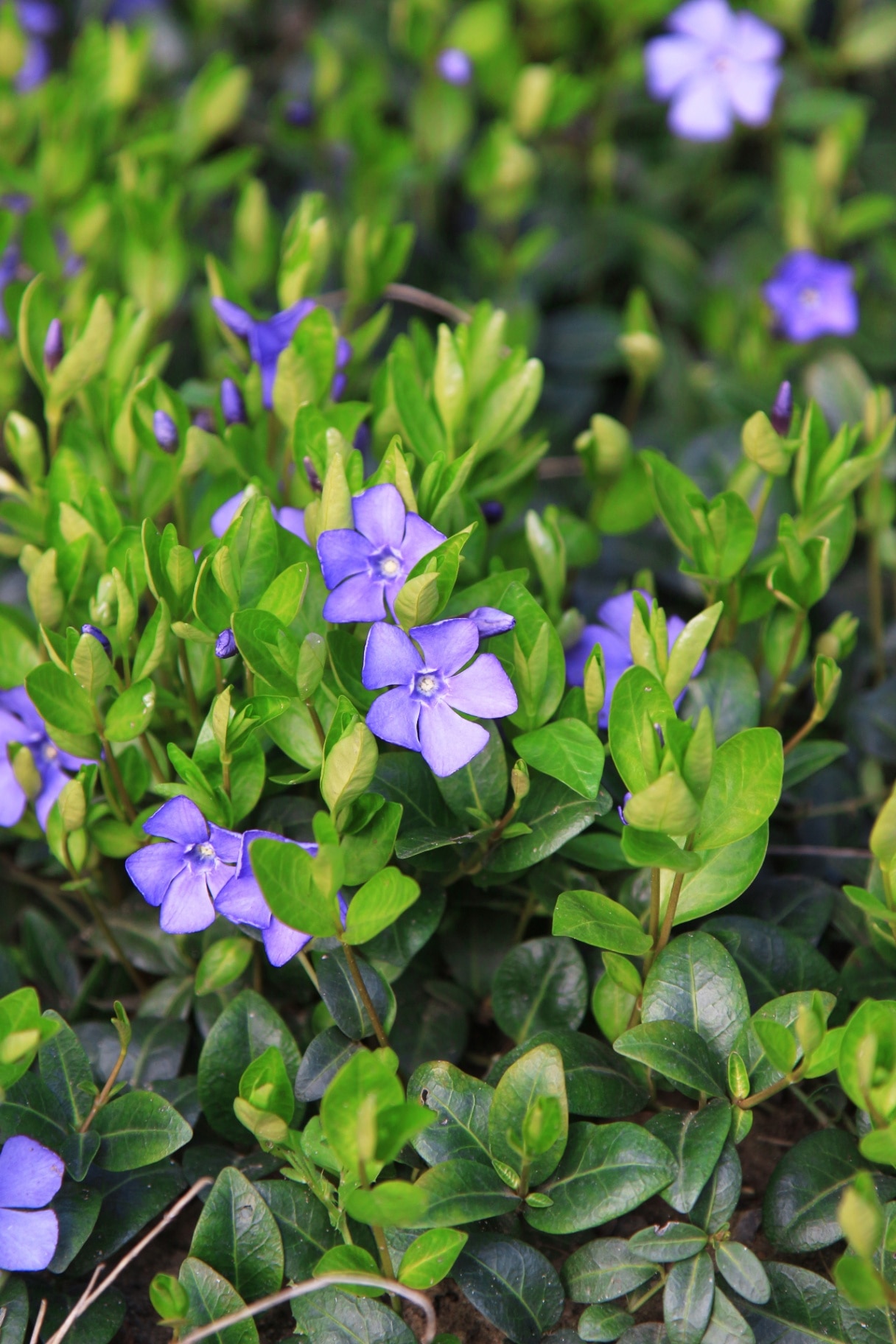 Vinca minor bush with purple flowers 