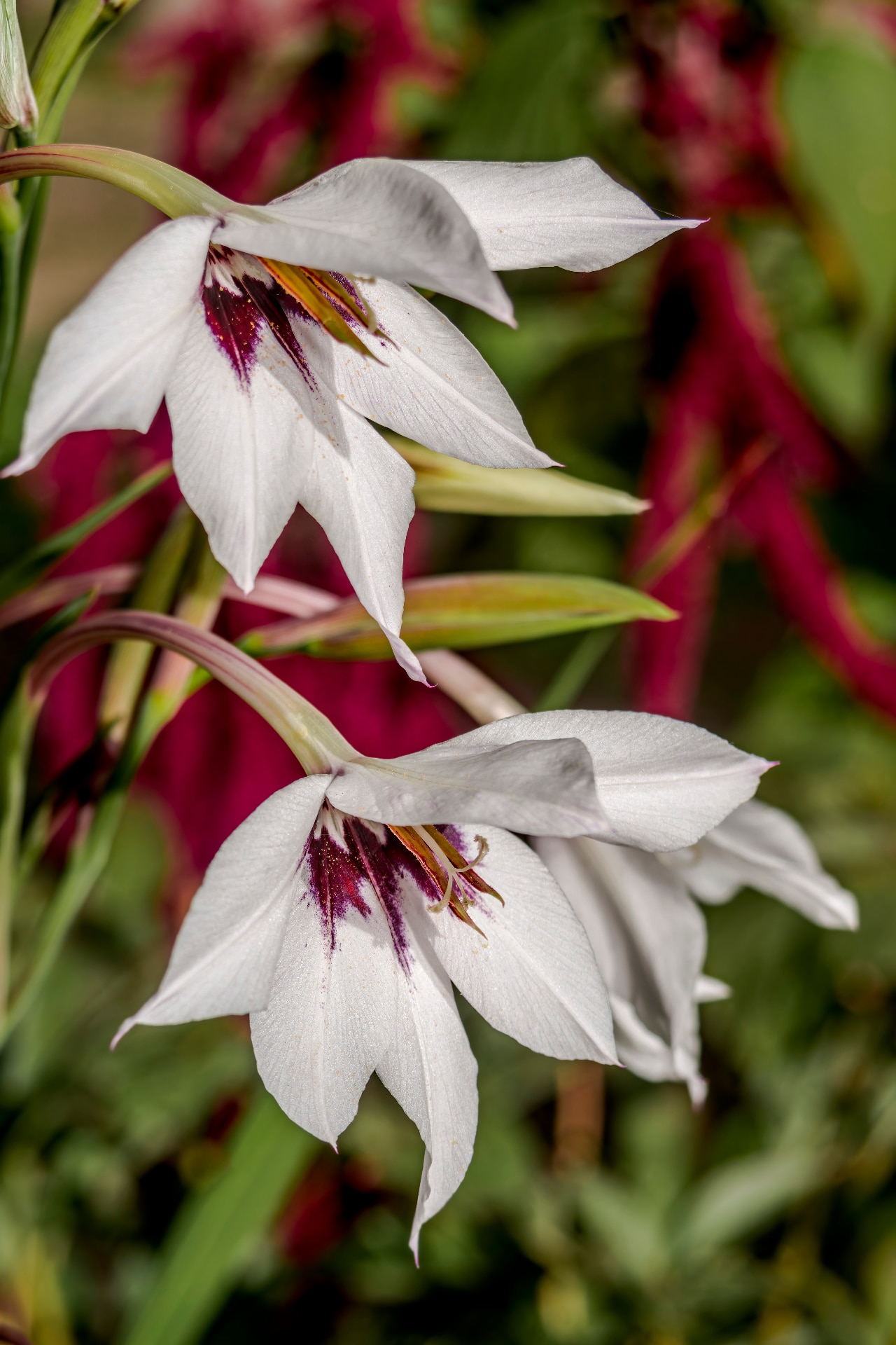 Abyssinian Gladiolus (Gladiolus murielae) in garden